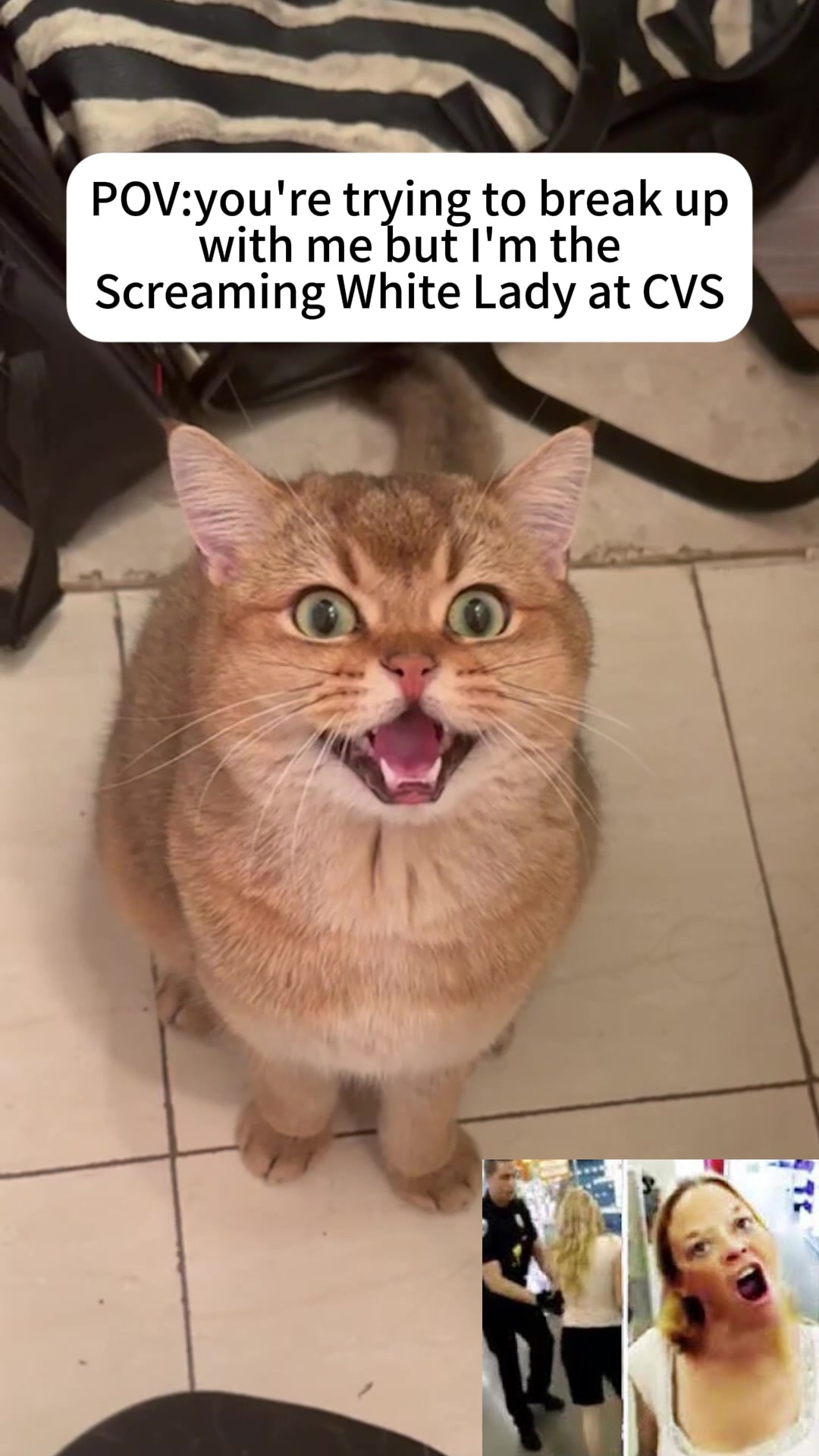 @3 Cats 1 Braincell
