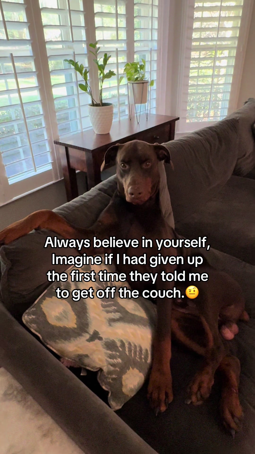 @Bosch the Dobie
