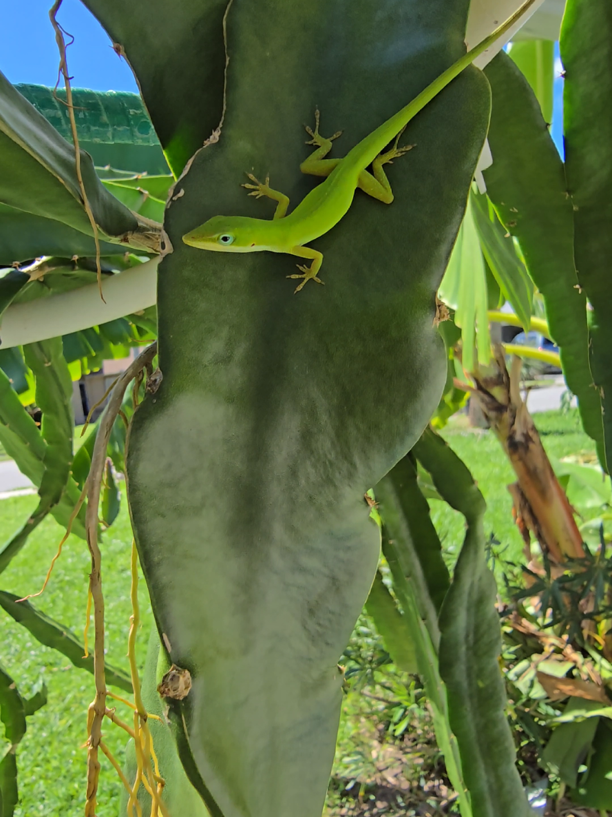 @Space Coast Dragon Fruit