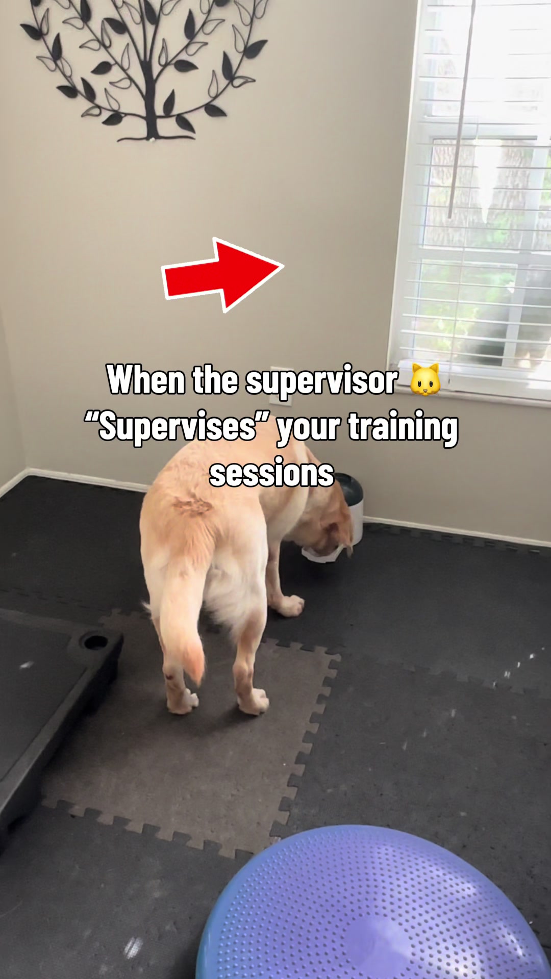 @AmandaT_CoolDog_Trainer 🫵🐶🆒