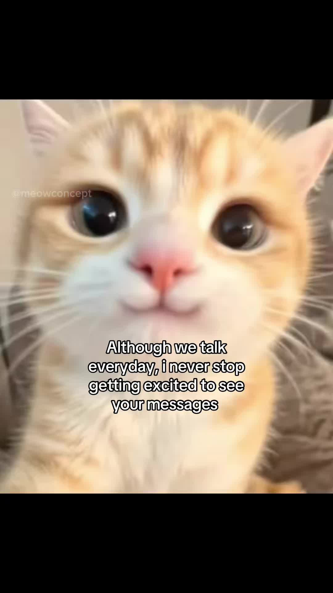 @meowconcept