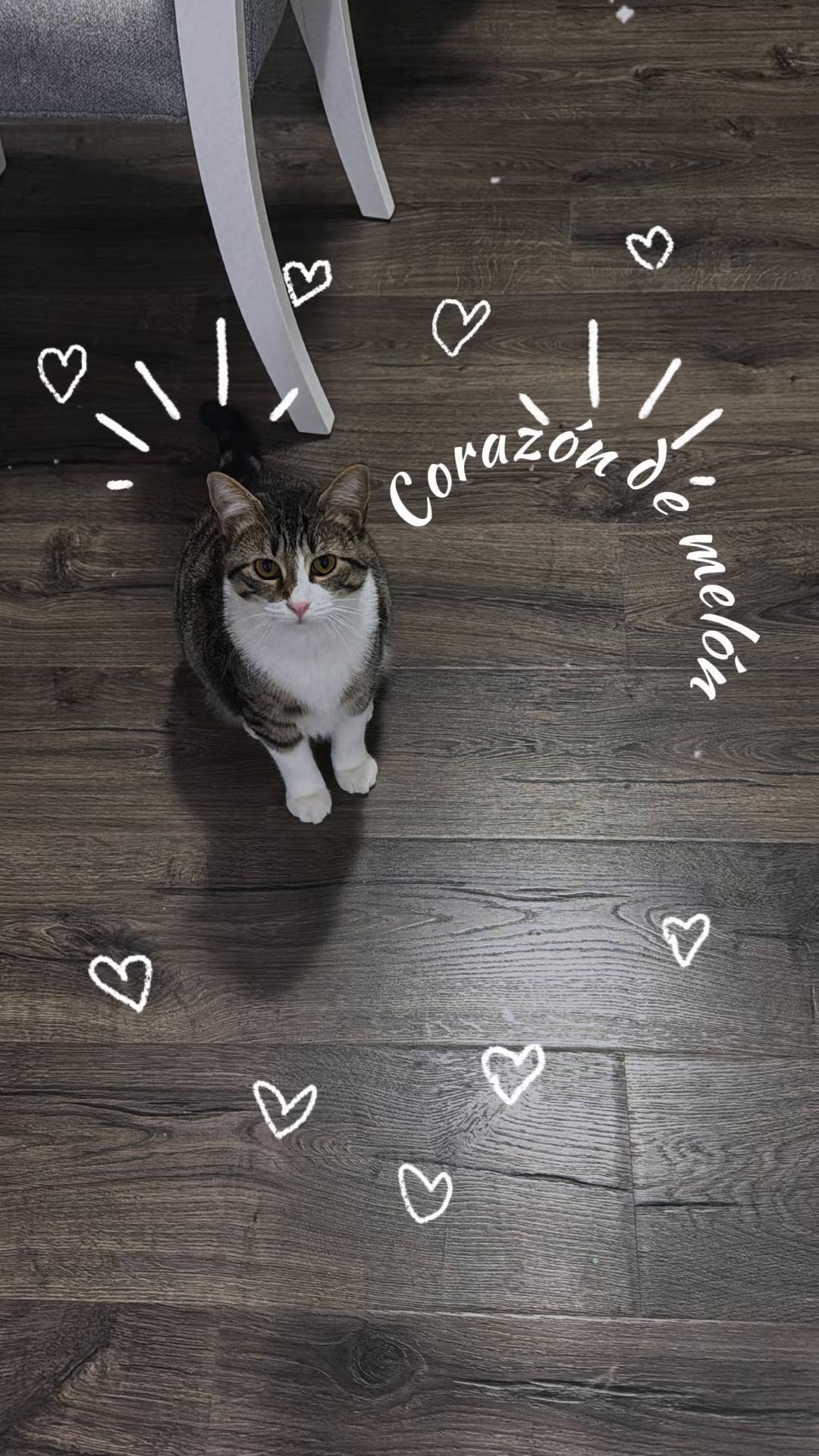 @Gary🐈&zwj;⬛&Luna🐈