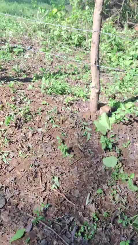 @Rancho El guanaco