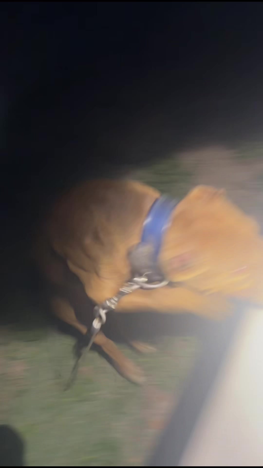 @Karolina Dreaming kennel