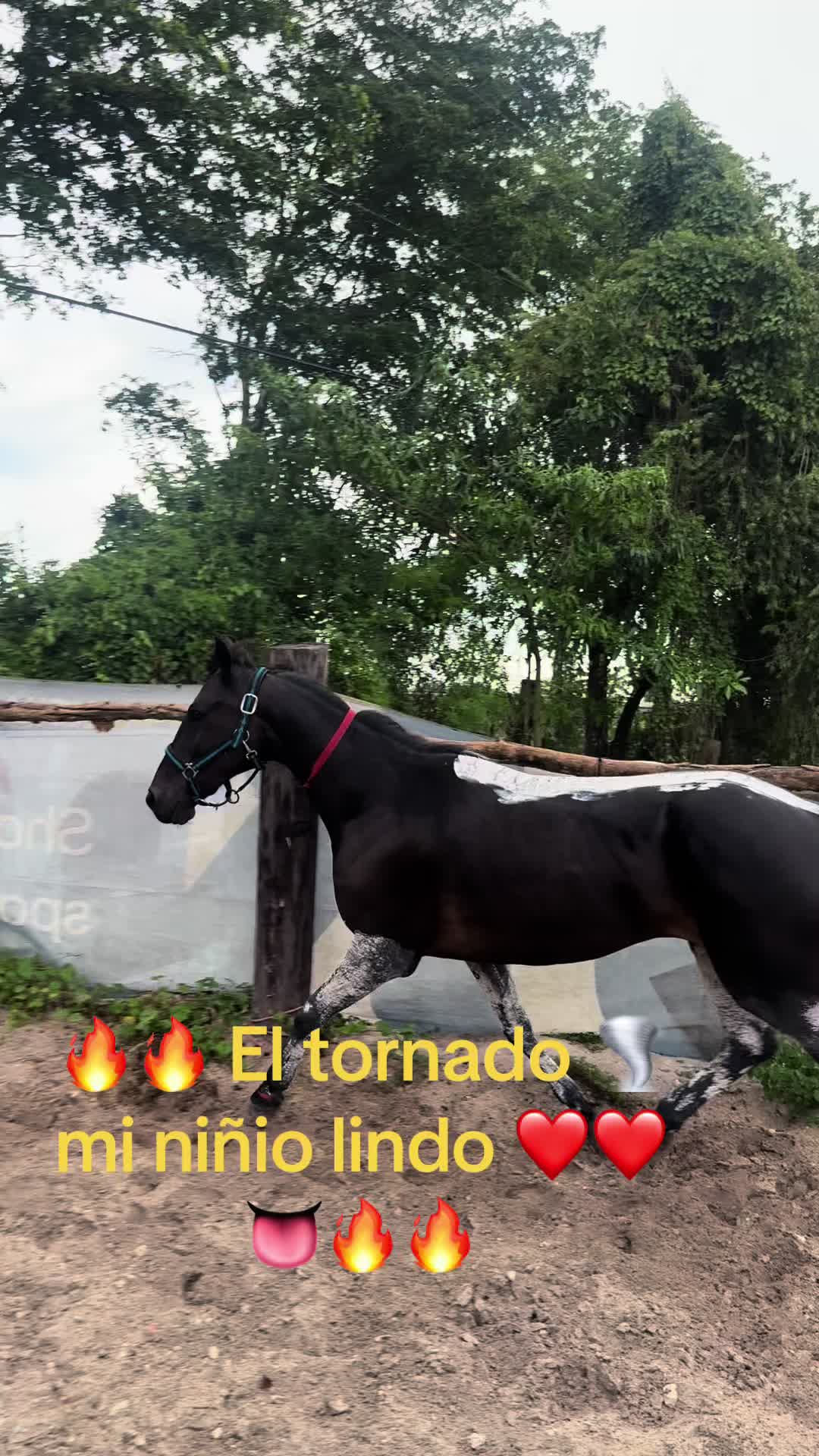 @🔥🔥❤️EL FEO ❤️🔥🔥