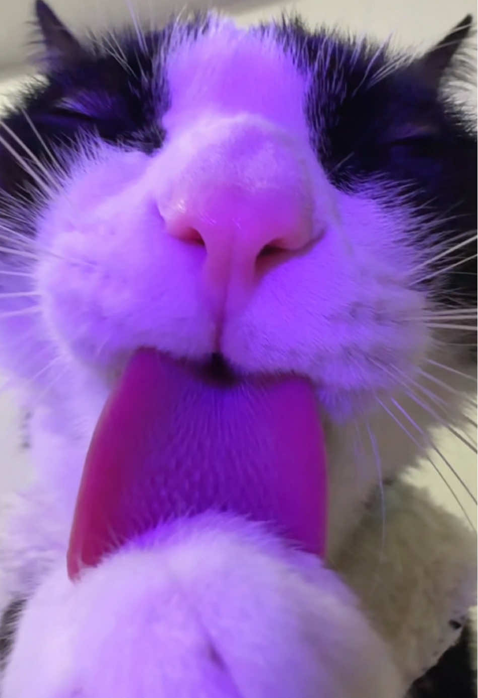 @Licking Cat