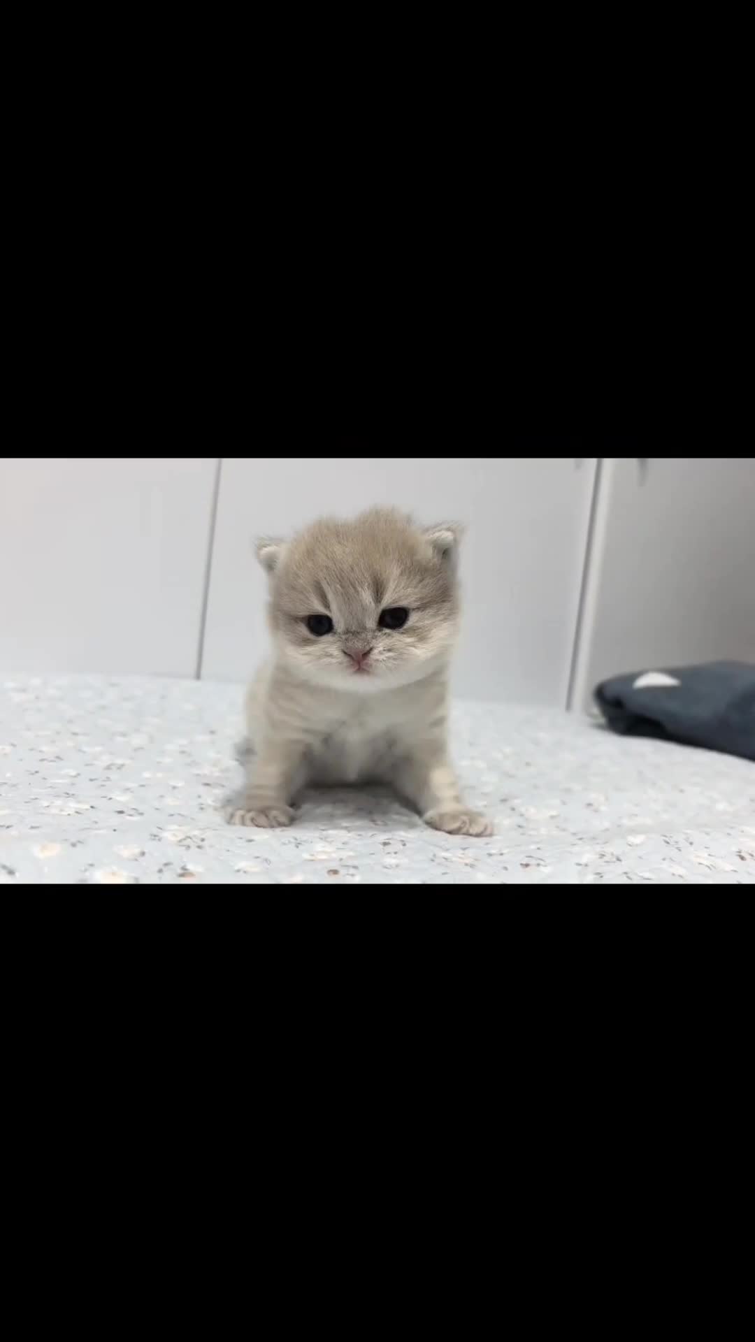 @cheerypaws