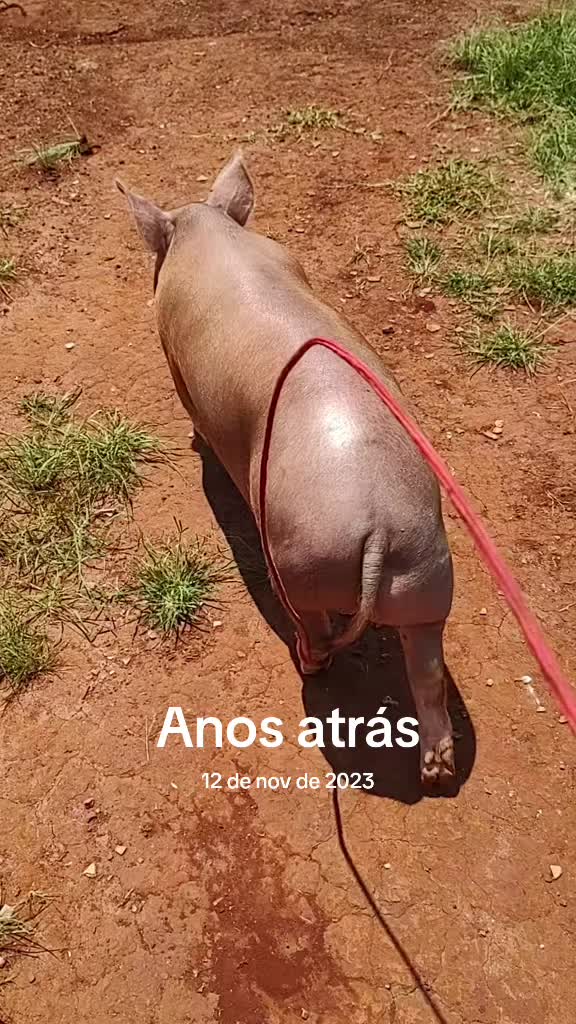 @Renan Boiadeiro 🐂