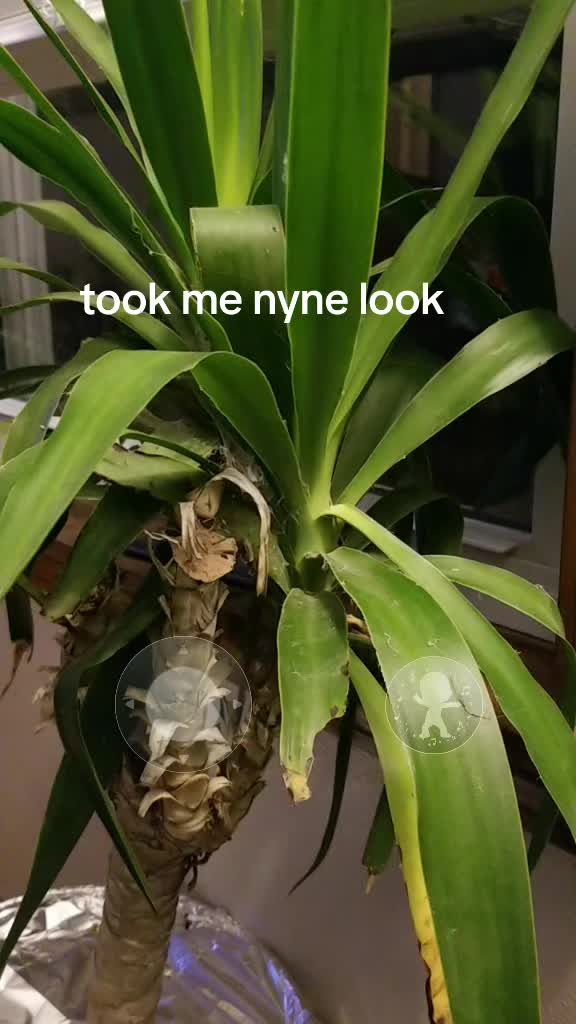 @h6y6n
