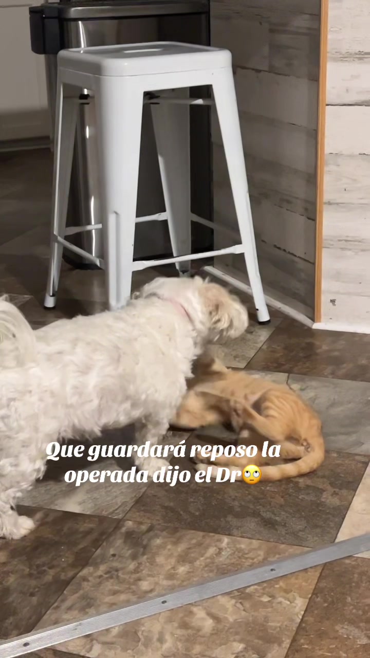 @AZUL🐶🥰