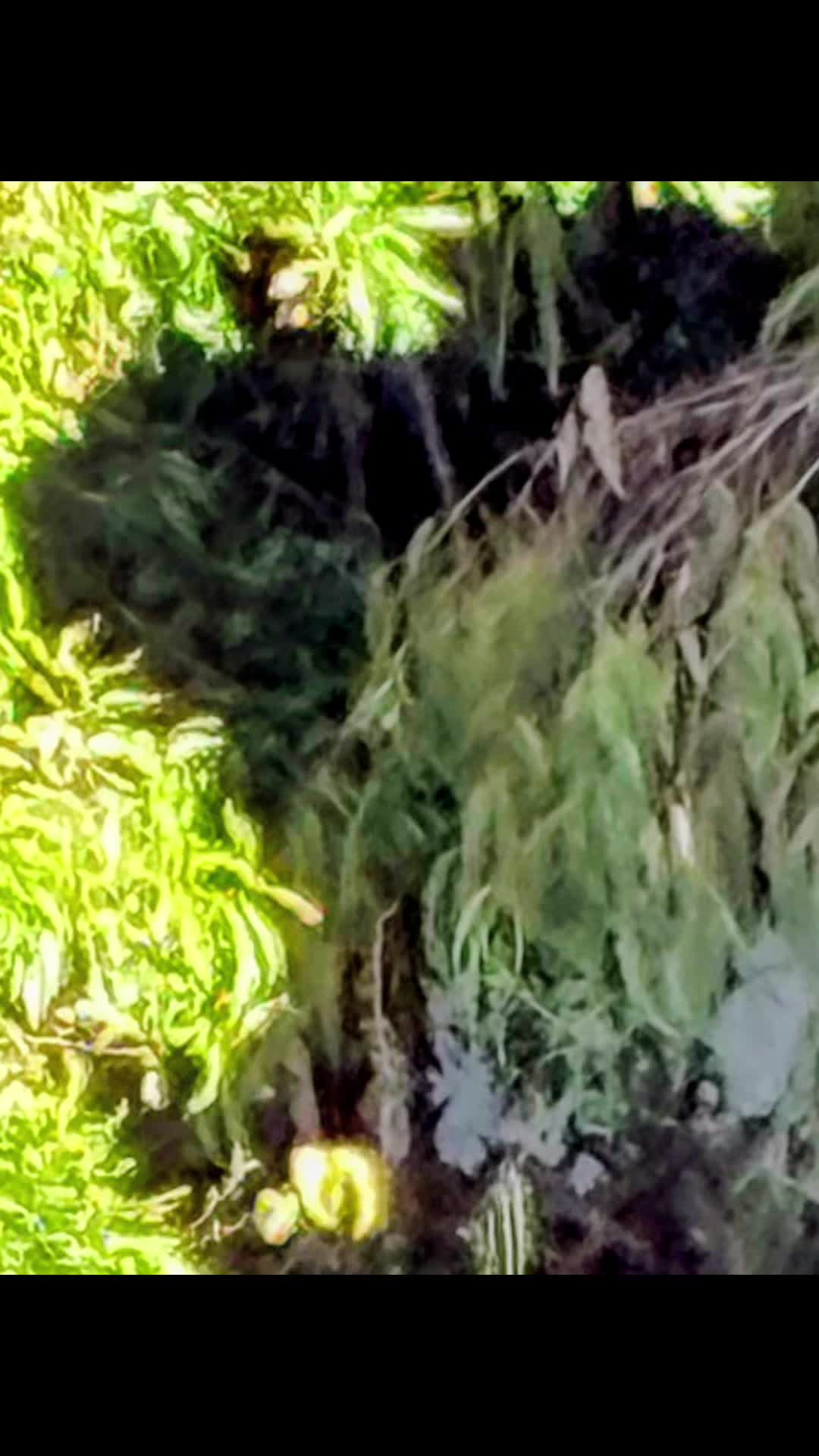 @🌲Forest Friend🌲🙏💗