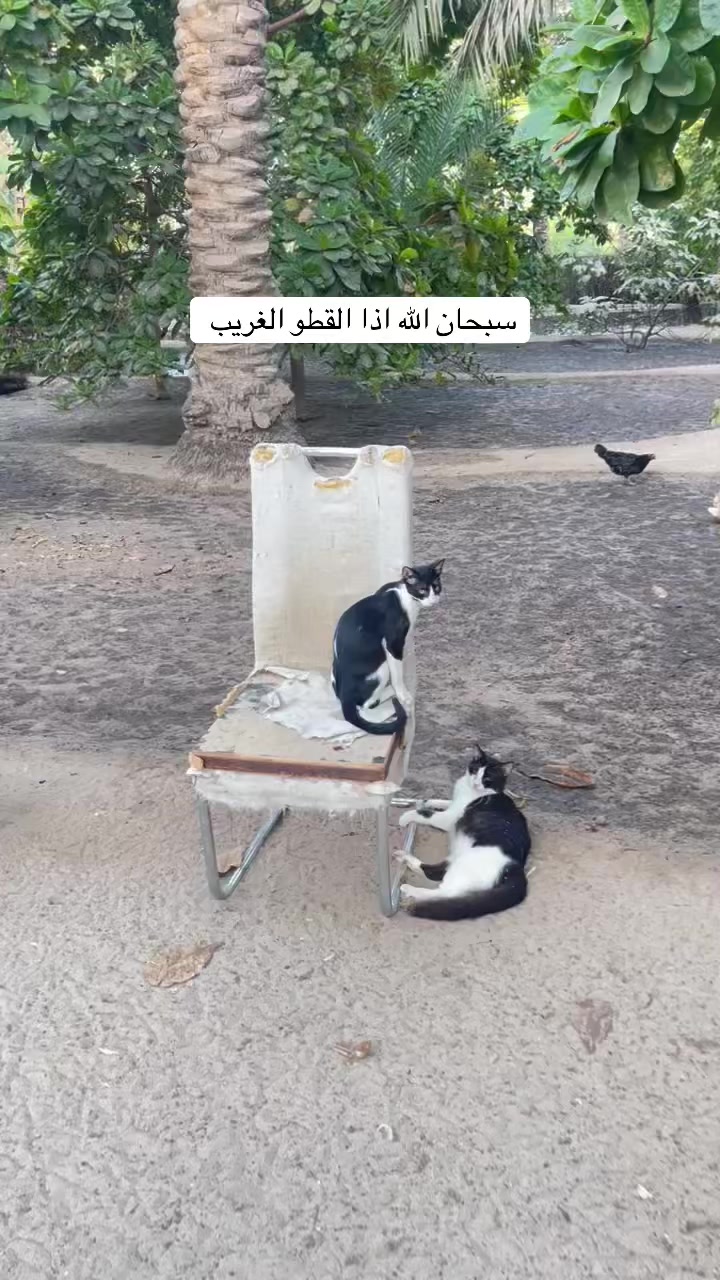@ashkaltbiah