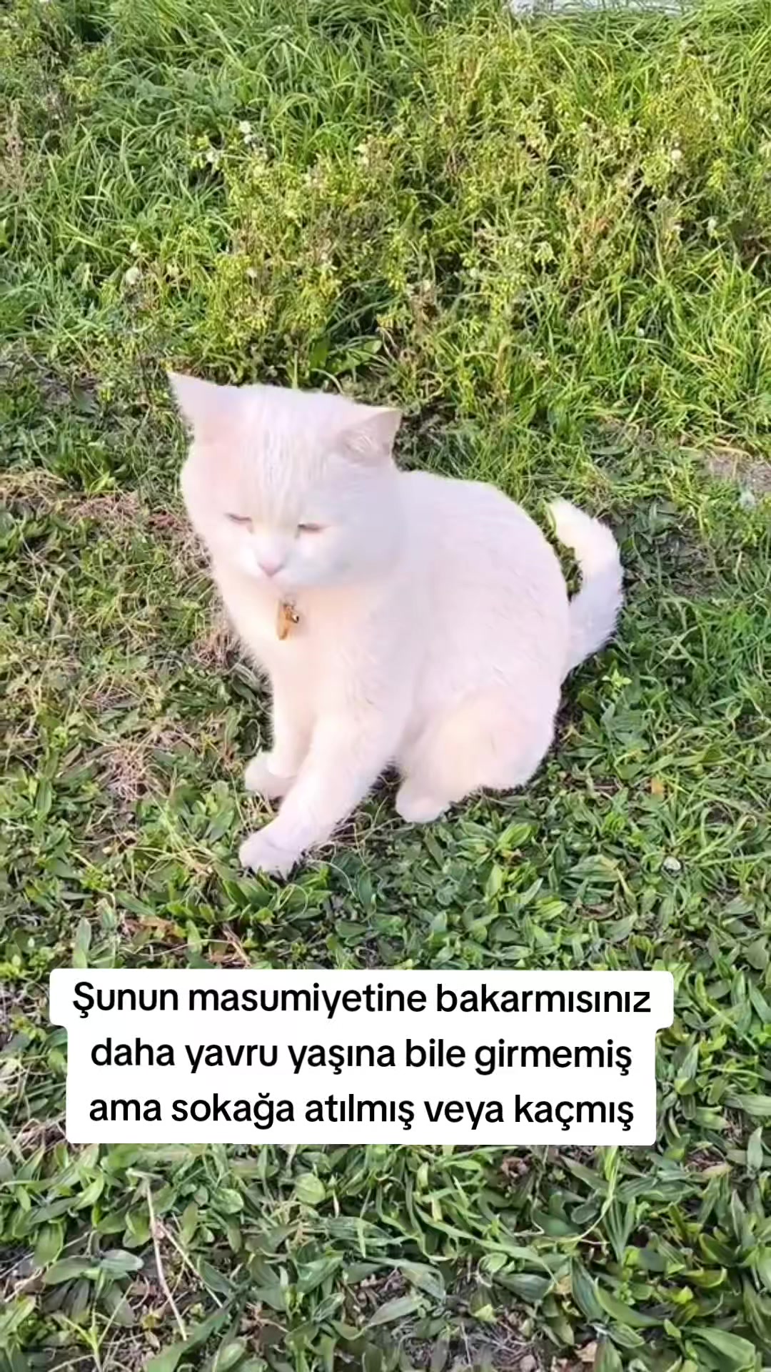 @MUSTAFA38