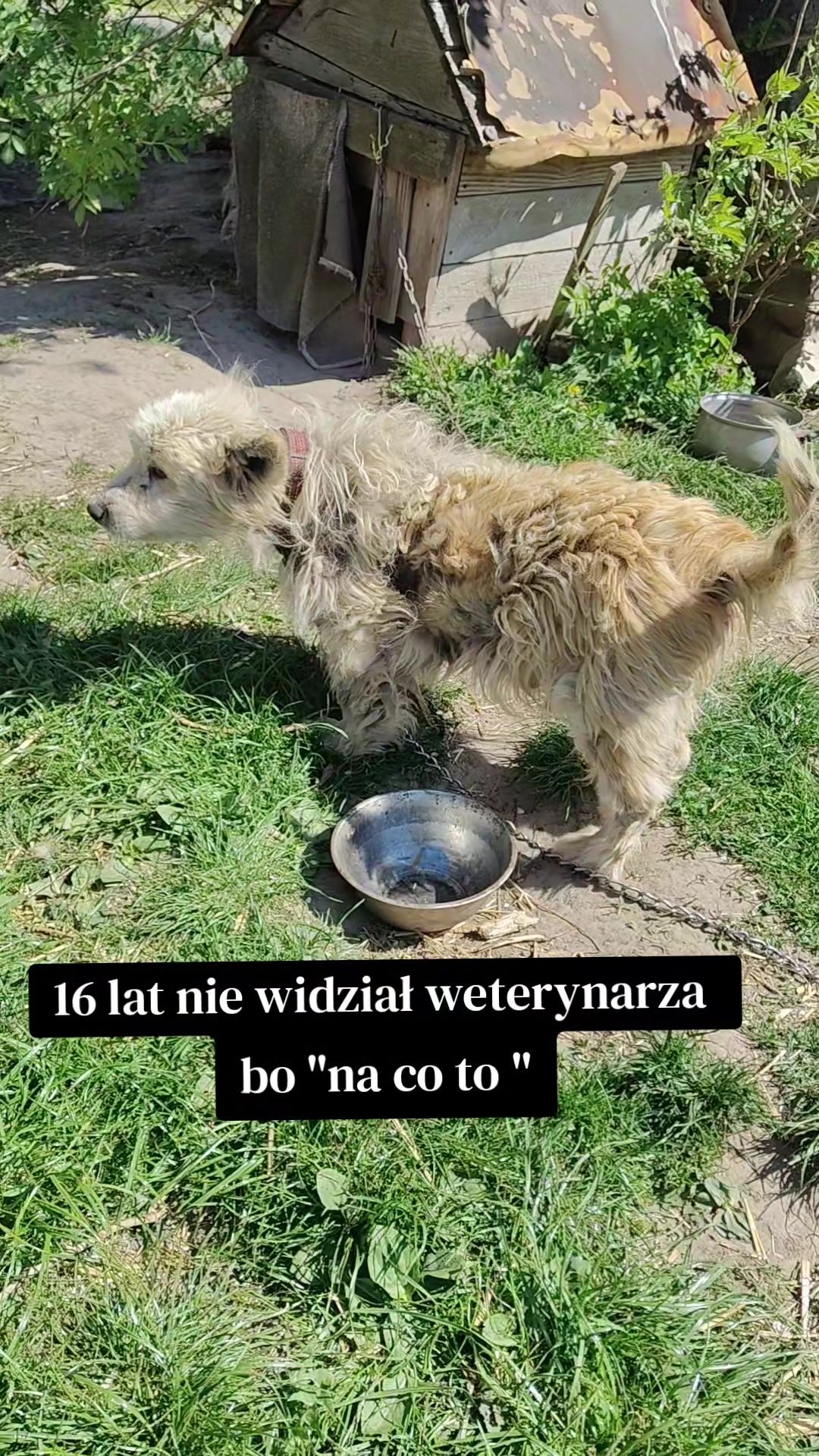 @fundacja4paws