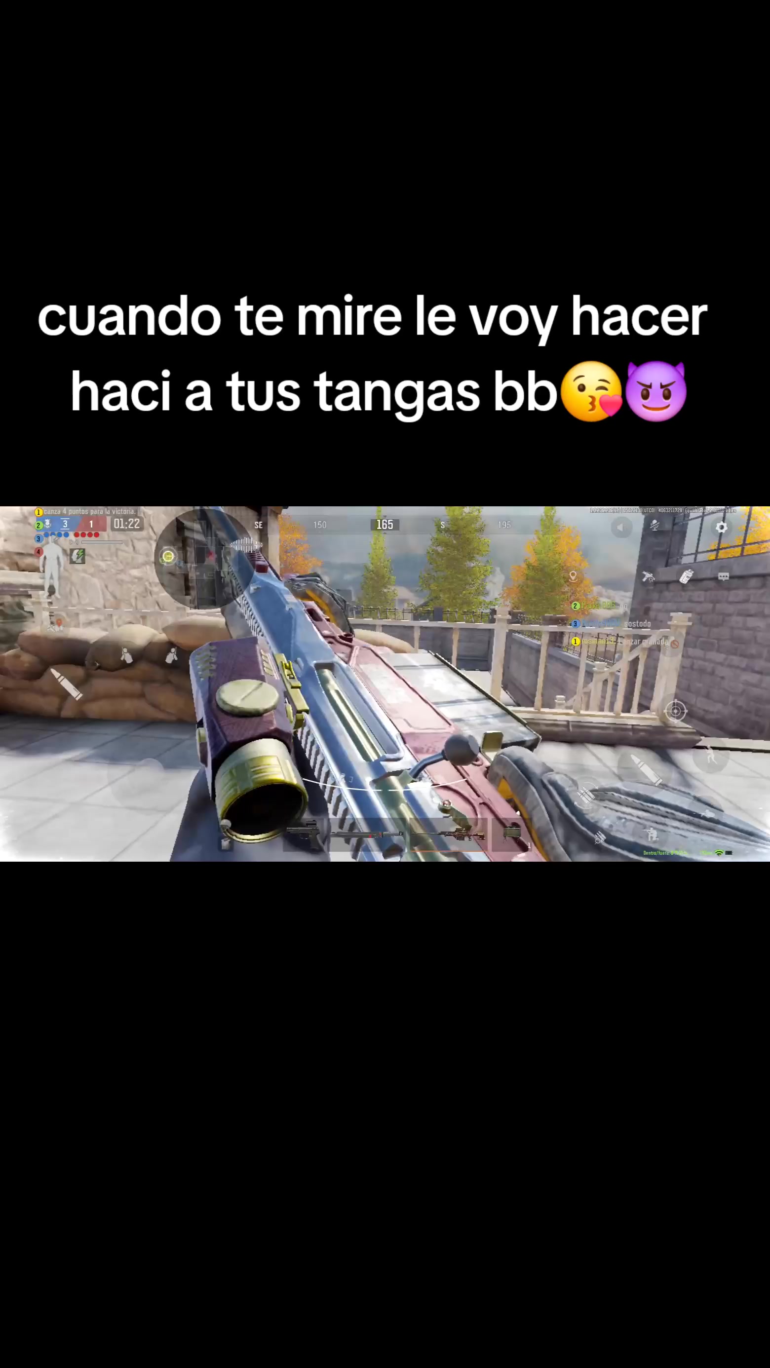 @gato de combate