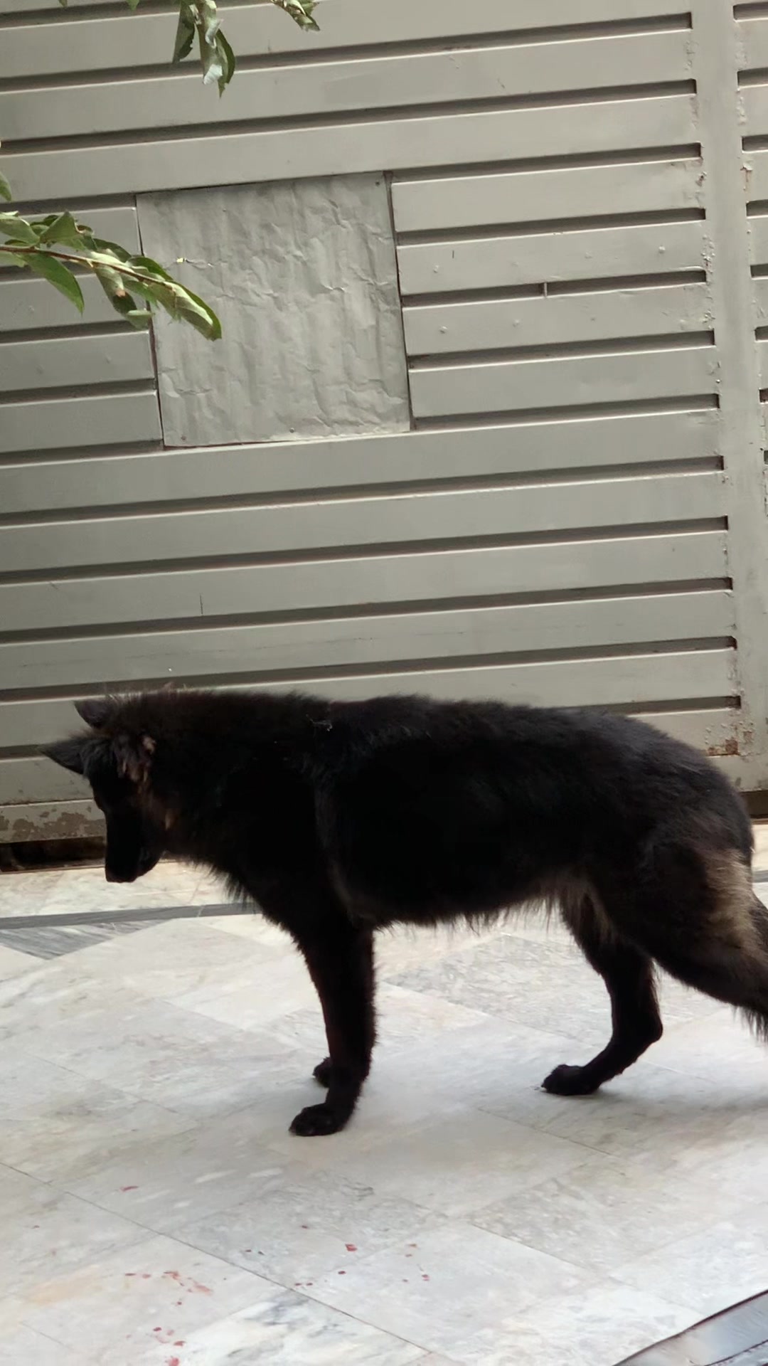 @Black German Shepherd😈