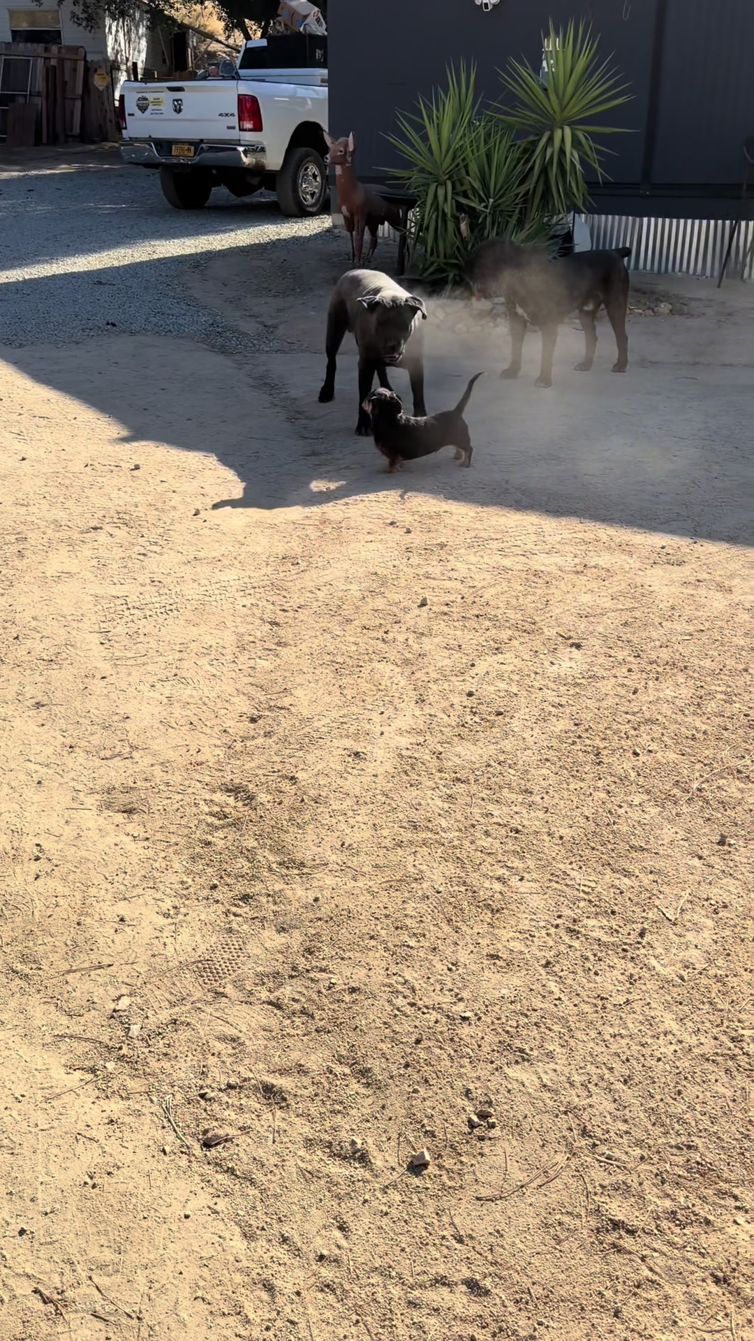 @Bigfoot Boerboels