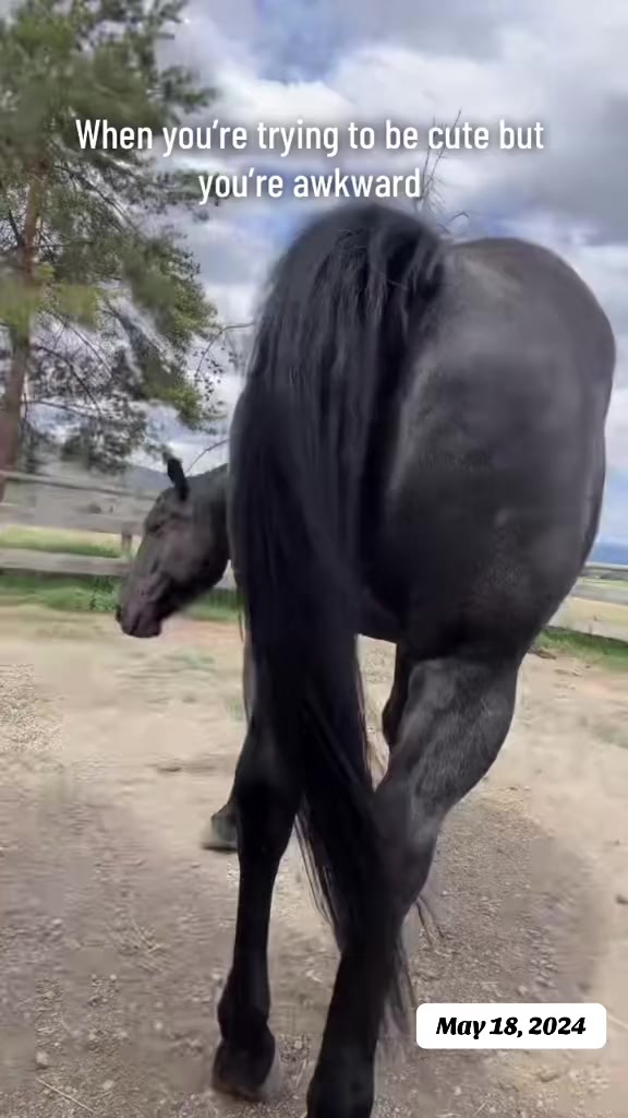 @Rudnik the Roan