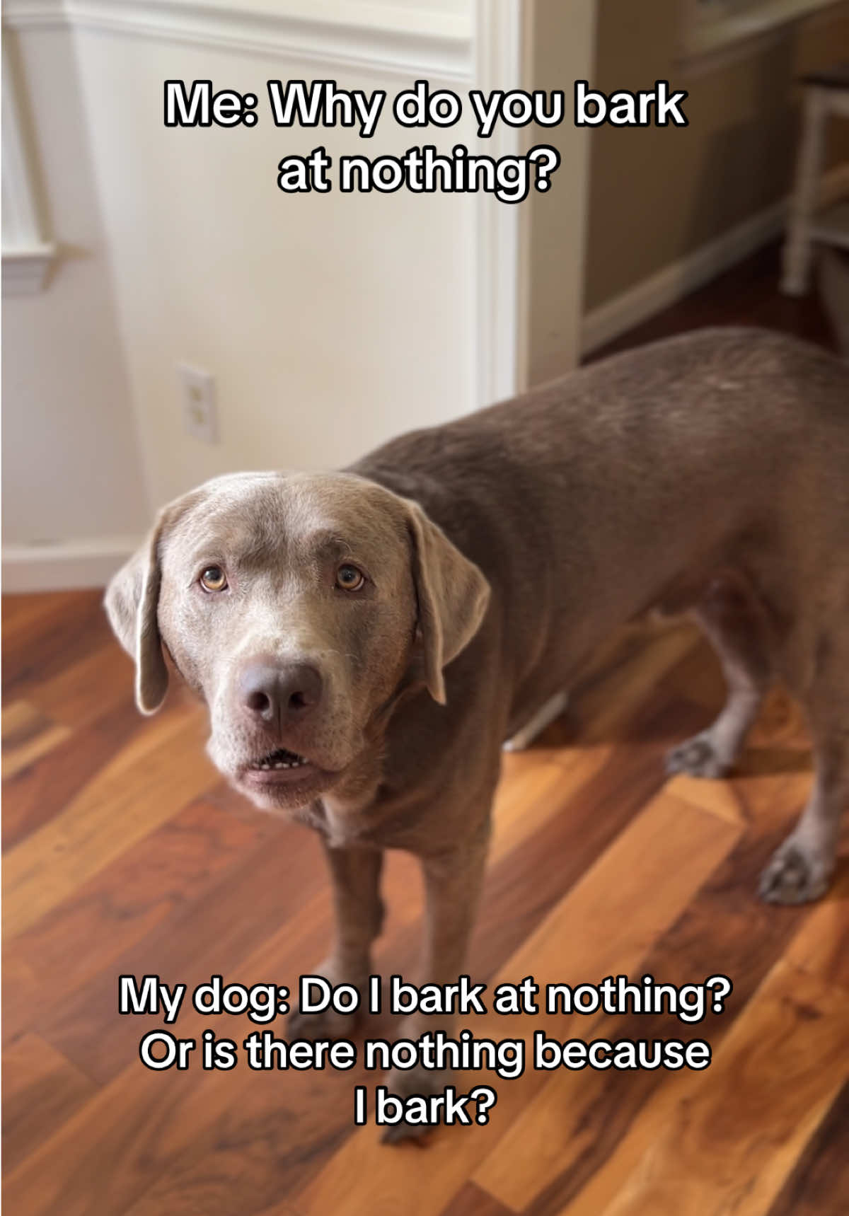 @Hank the Tank | Silver Lab 🩶