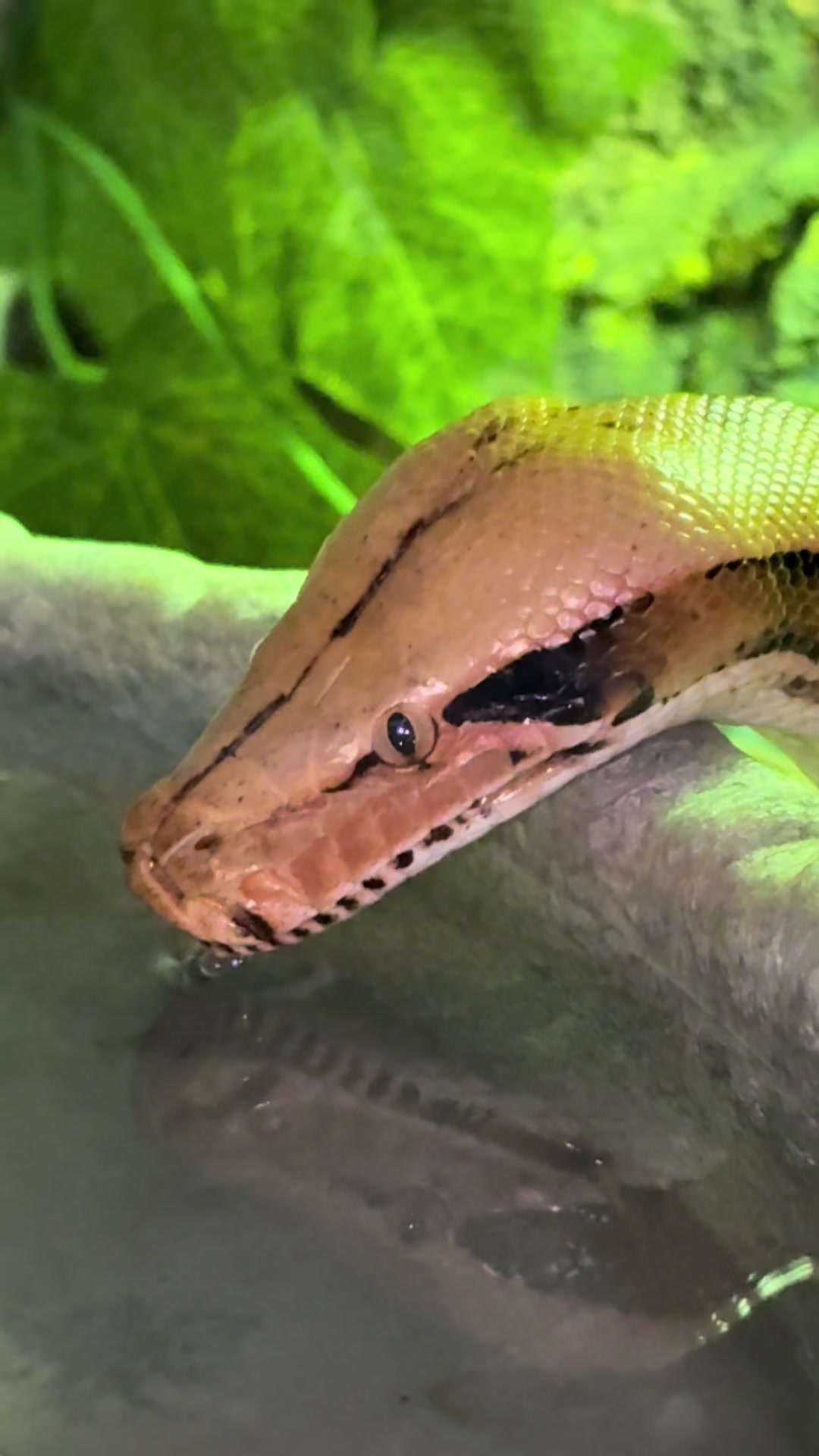 @🐍 Derricks Reptiles 🐍
