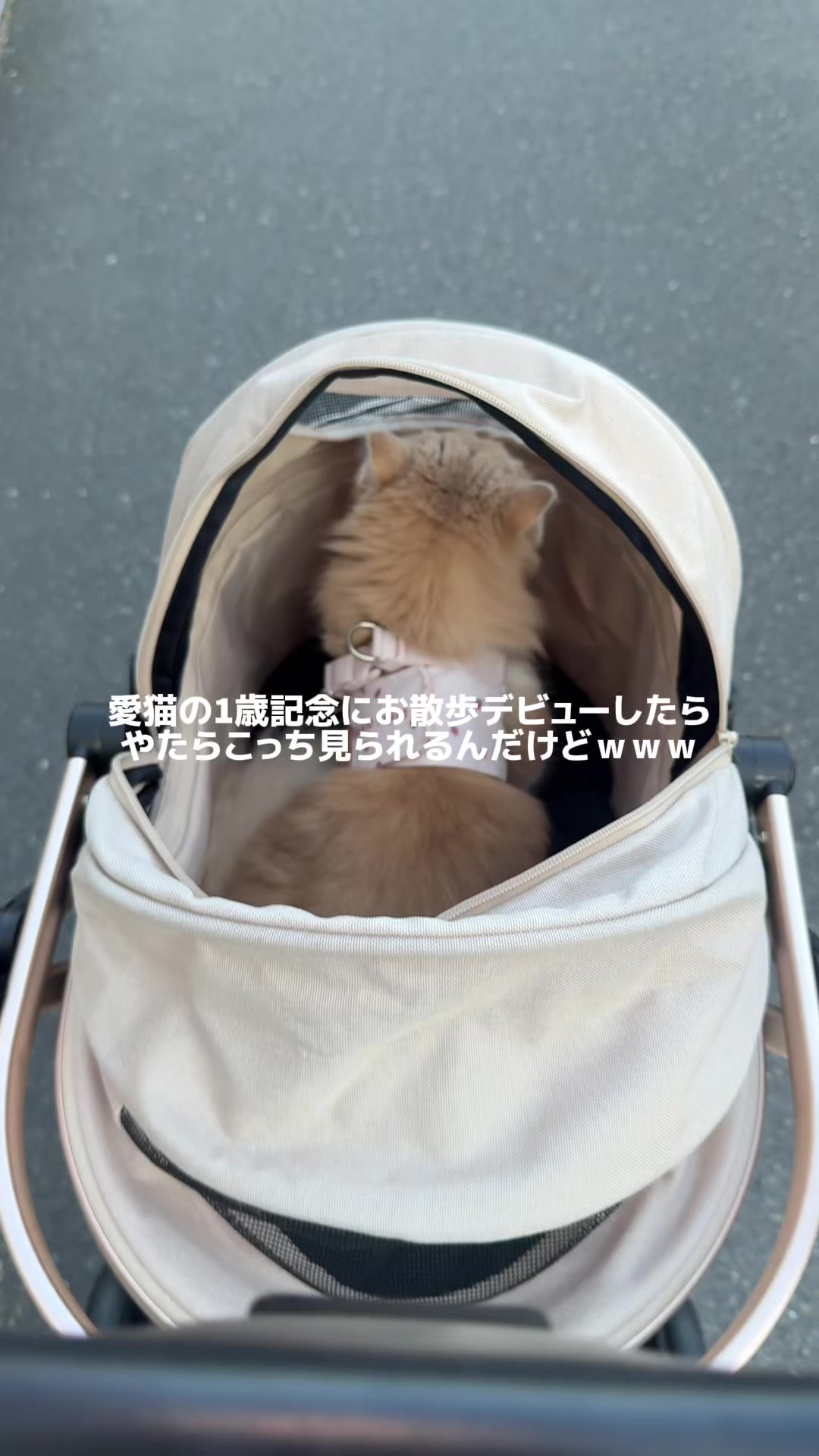 @きゅん先輩
