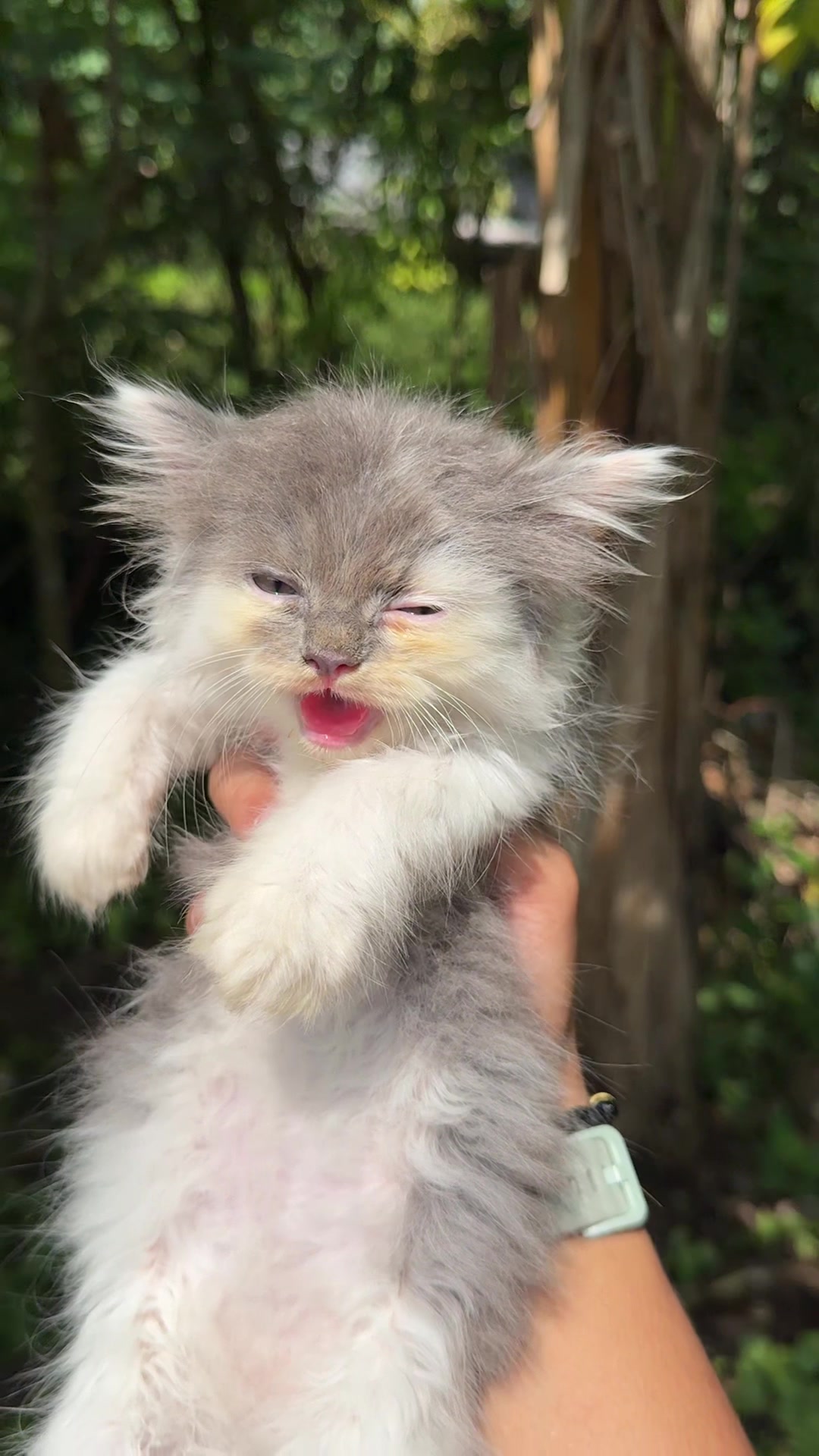 @Republic Of Cat