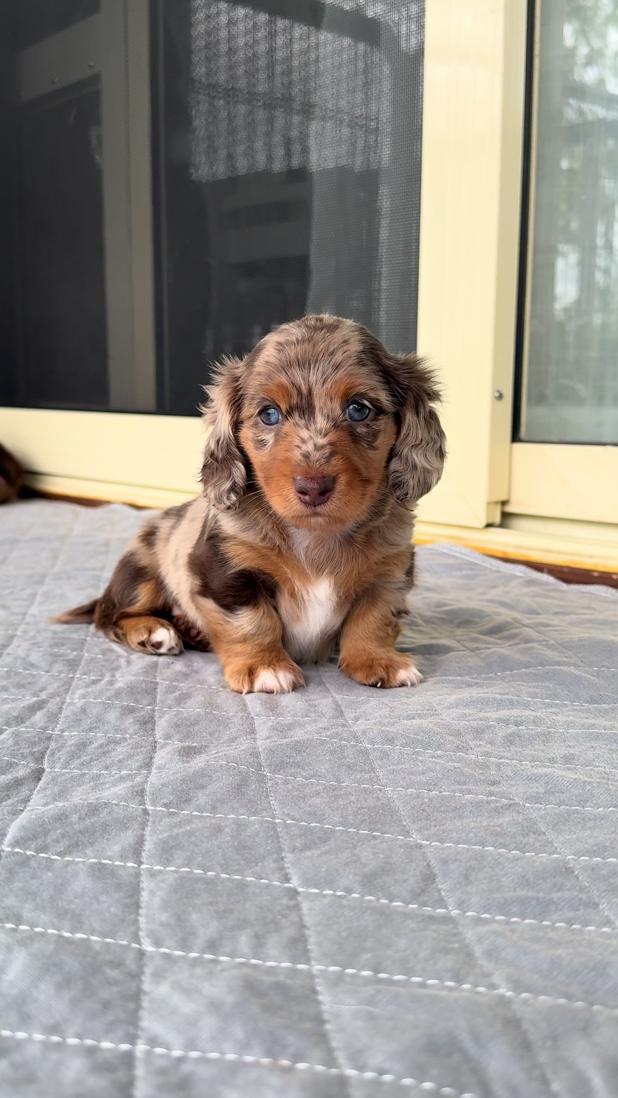 @Dachshund Dynasty