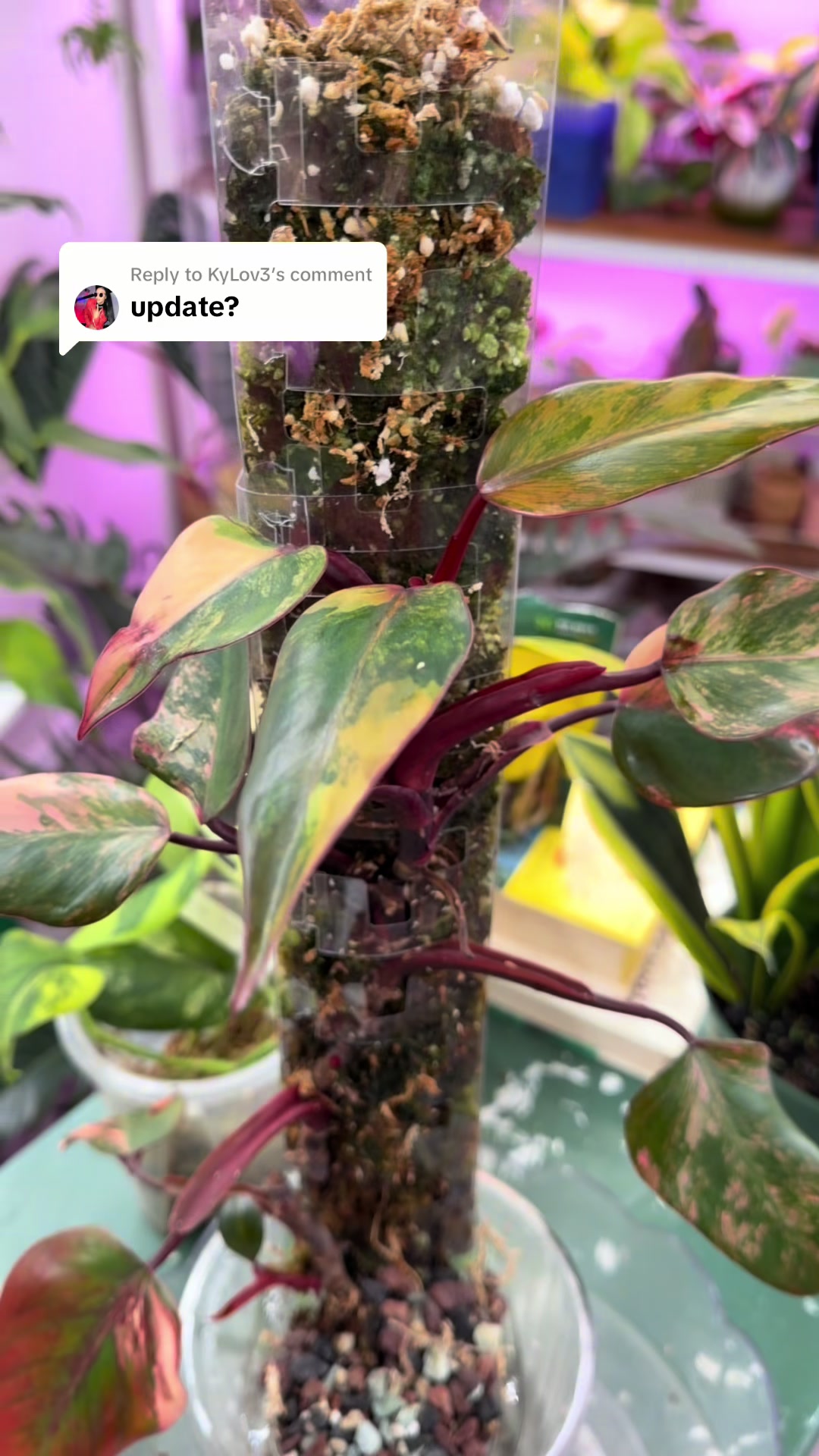 @Pothosiblyaboutplants