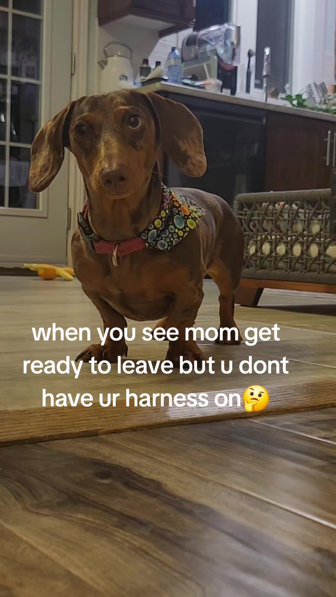 @🐾Penney🐾