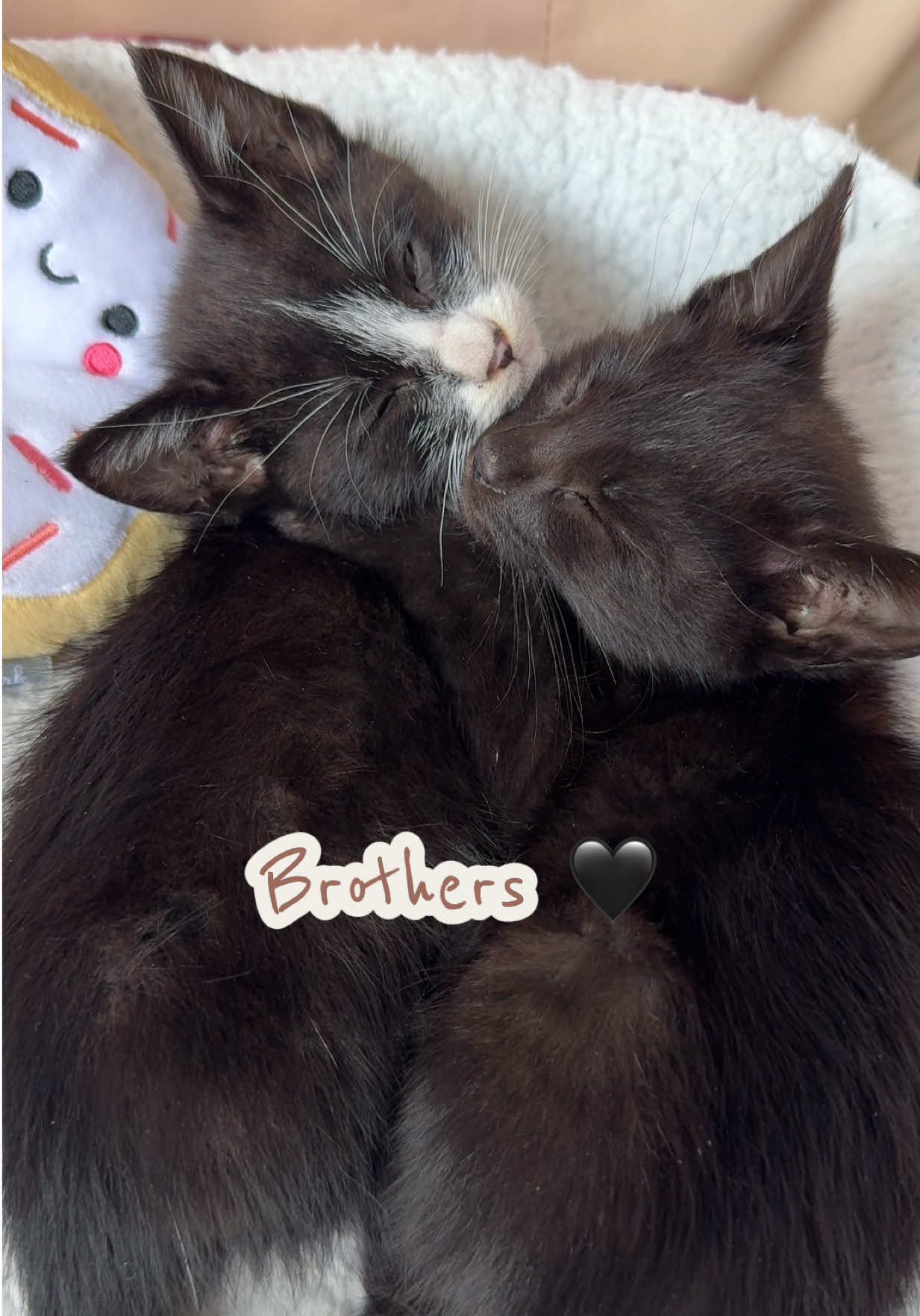 @Frankies_Fosters