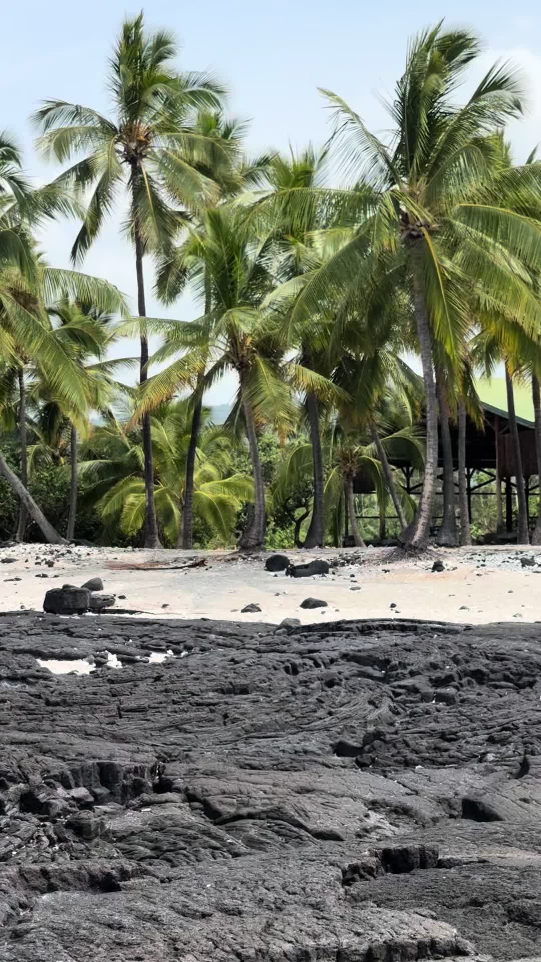 @Islandshells