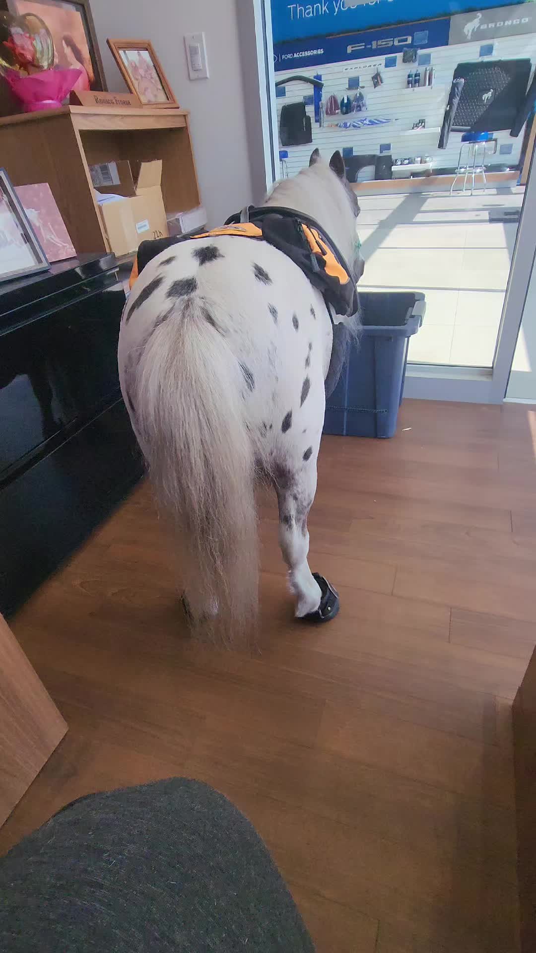 @minihorsemomandtrainer🐴🐴🐴🐴