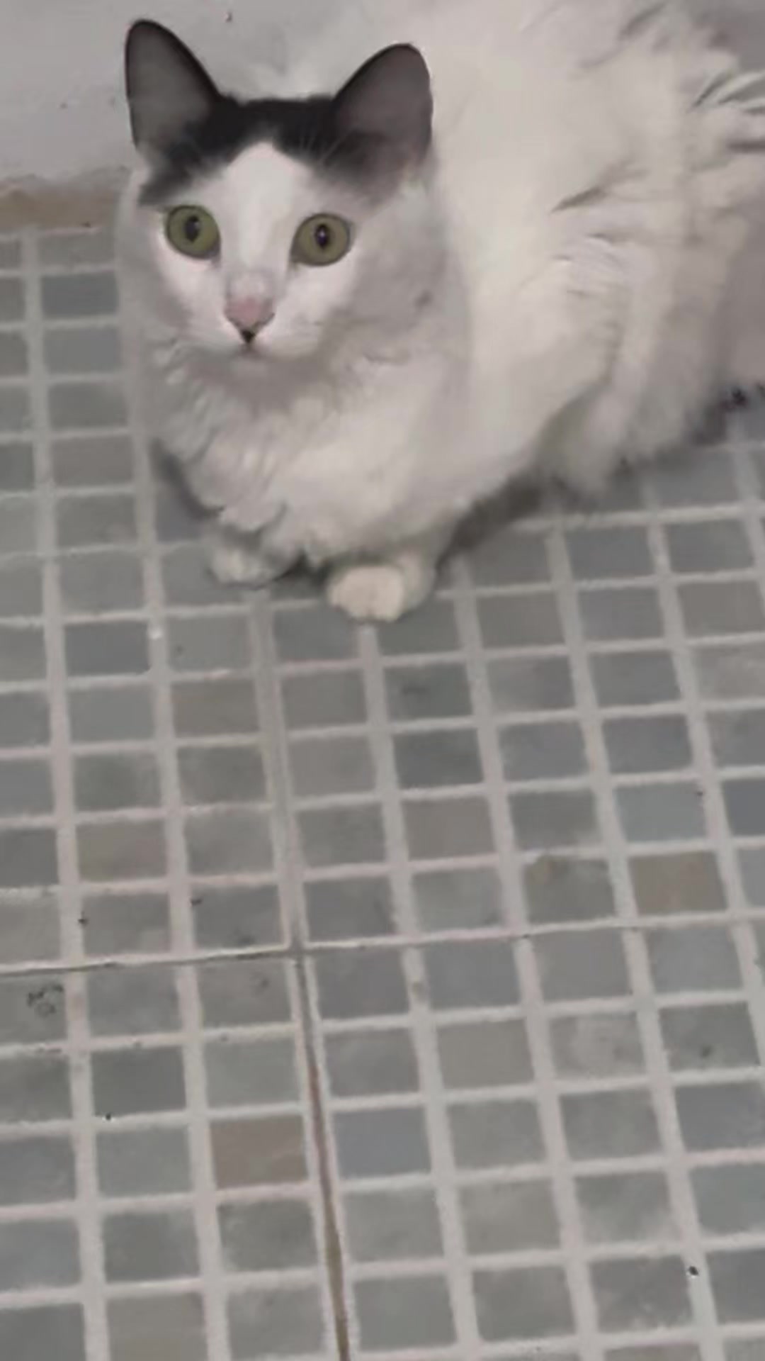 @Boinas 🐱