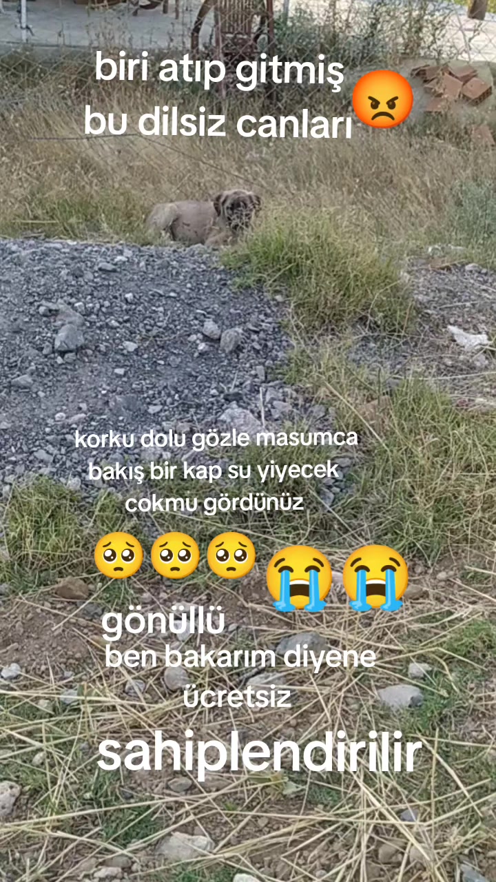 @Boz DAĞLI mmttnr Dev yarenleri