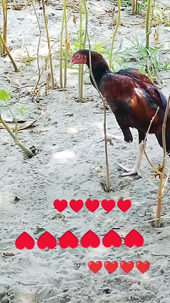 @💞💞💞💞💞💞s.s🥰🥰🥰🥰🥰
