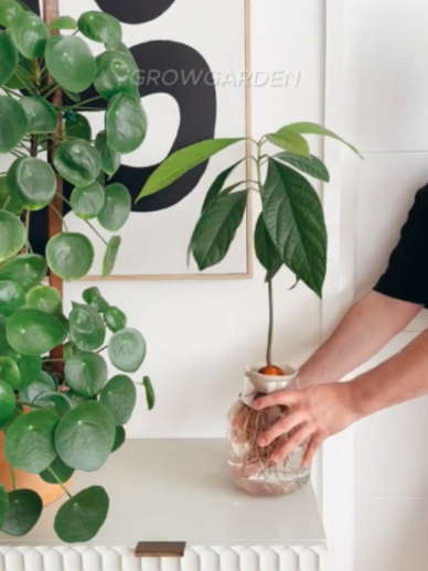 @Grow Garden | Plantas