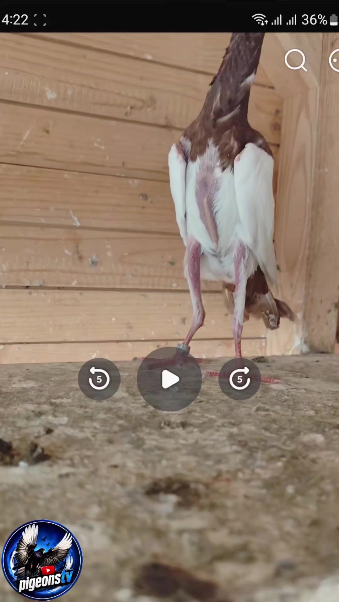 @Pigeons Tv