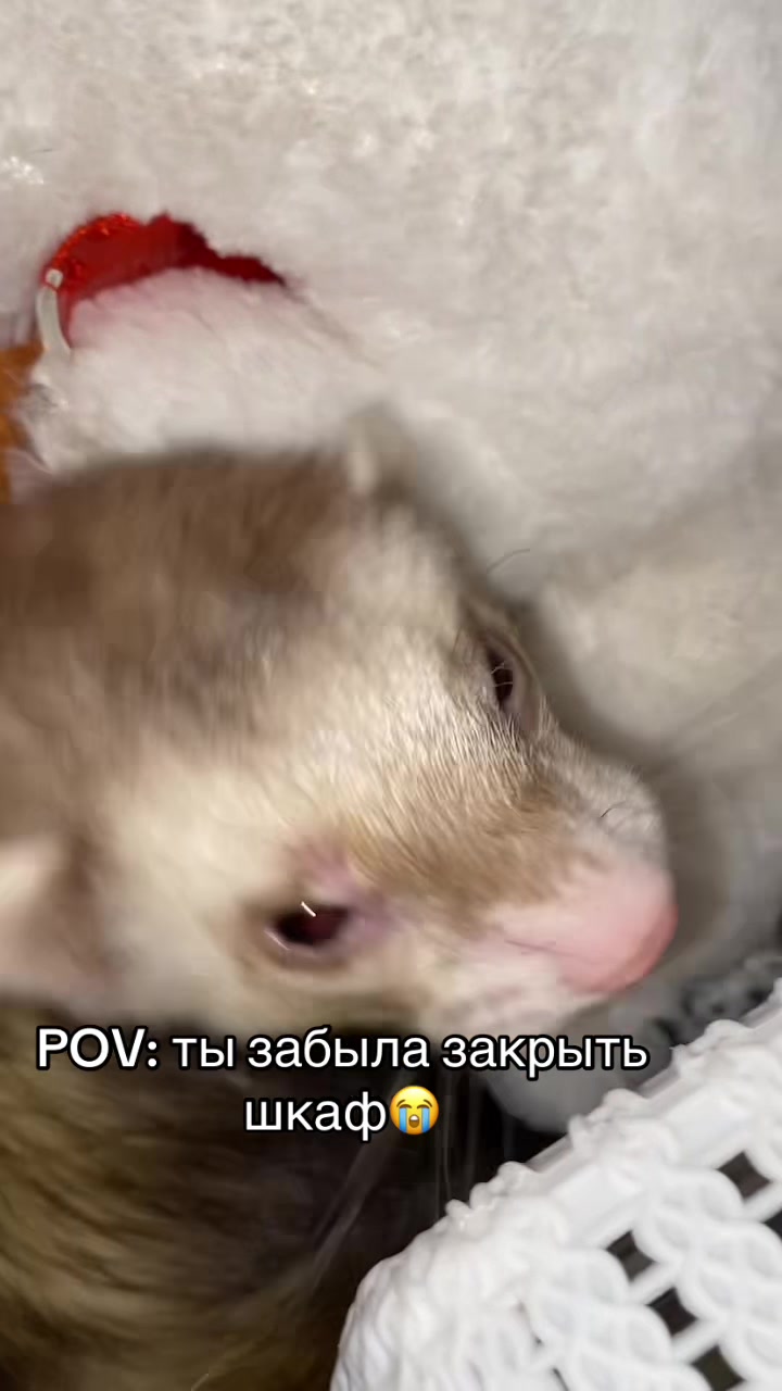 @F_u_r_e_t🐾✨🤍