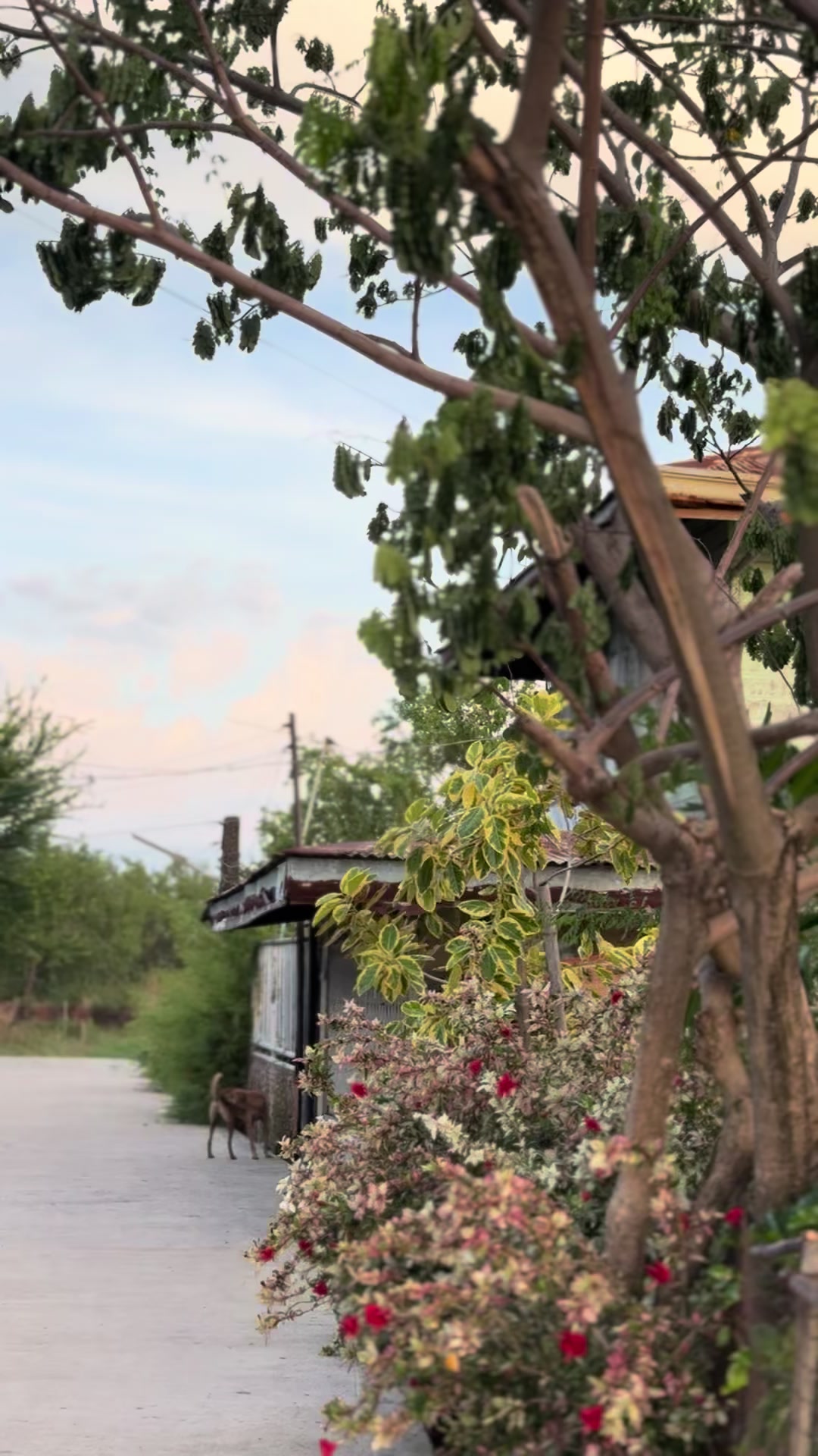 @Jestoni Adriano