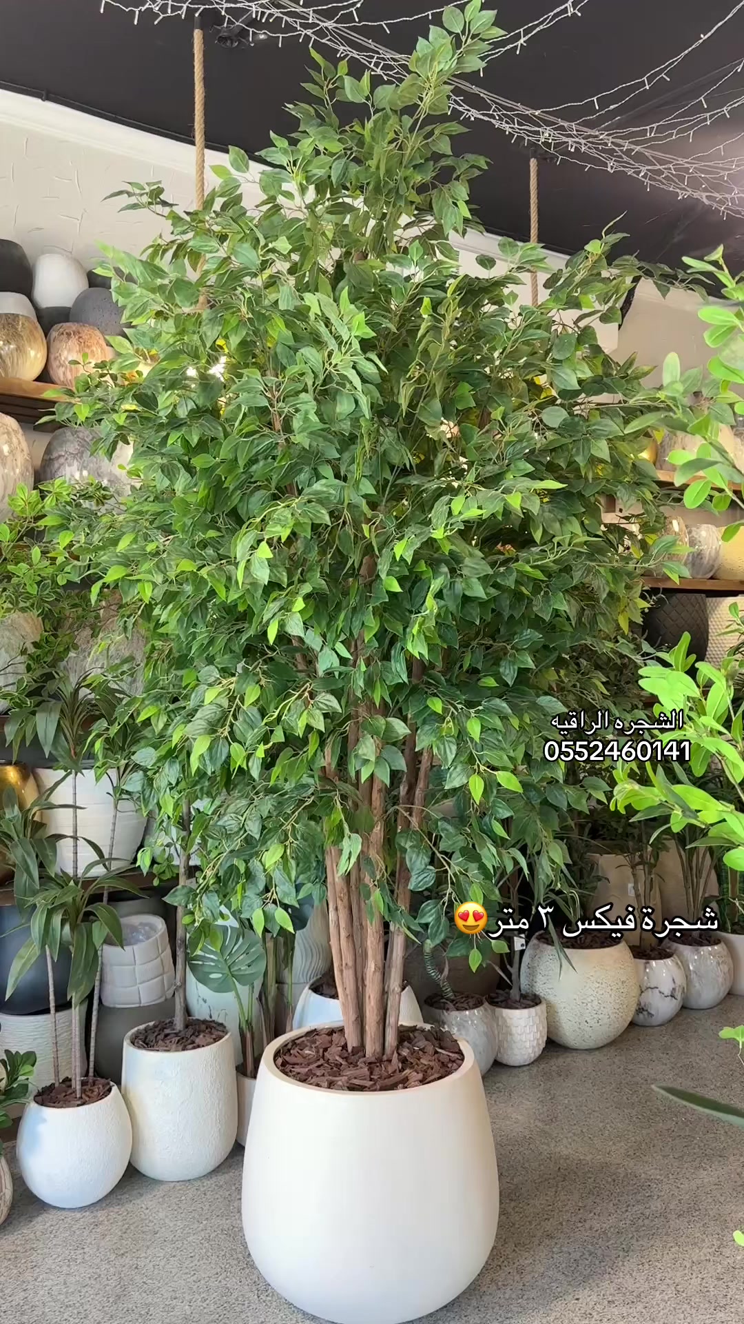 @الشجره الراقيه(زهور المملكه)🌴