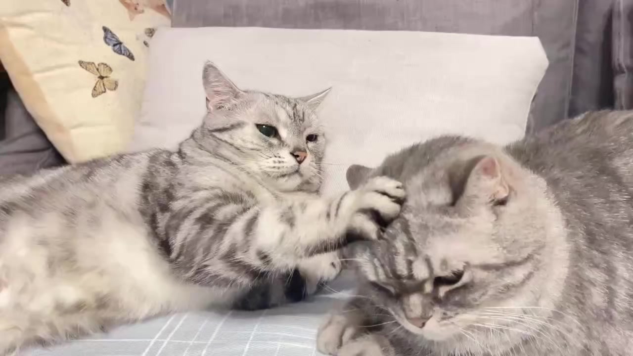 @migo是貓?