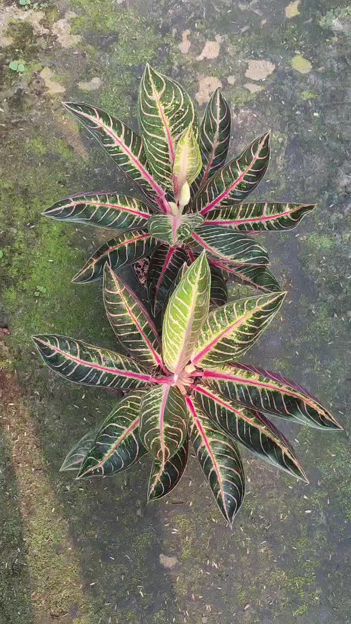@Ronaldo_Aglaonema