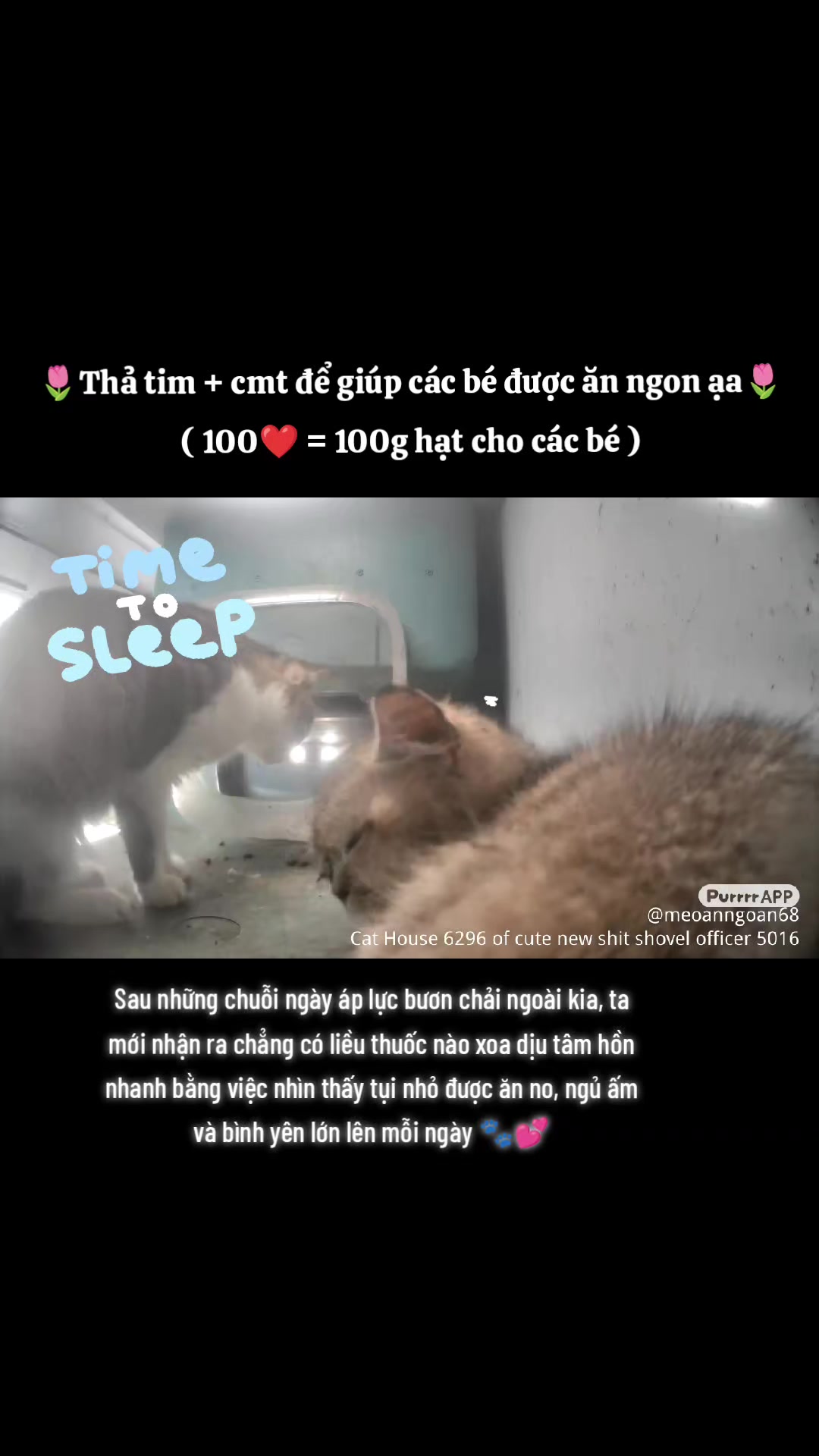 @Meo Ăn Ngoan