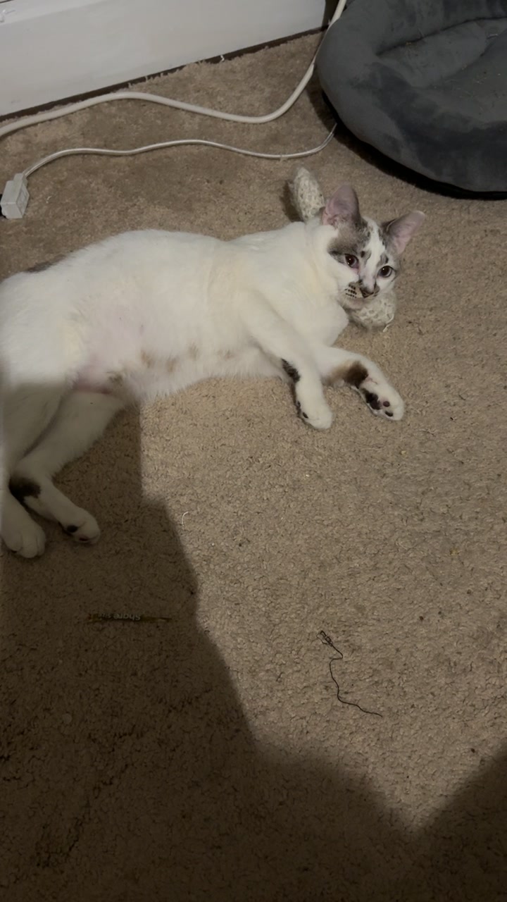 @Markiettea’s pet’s