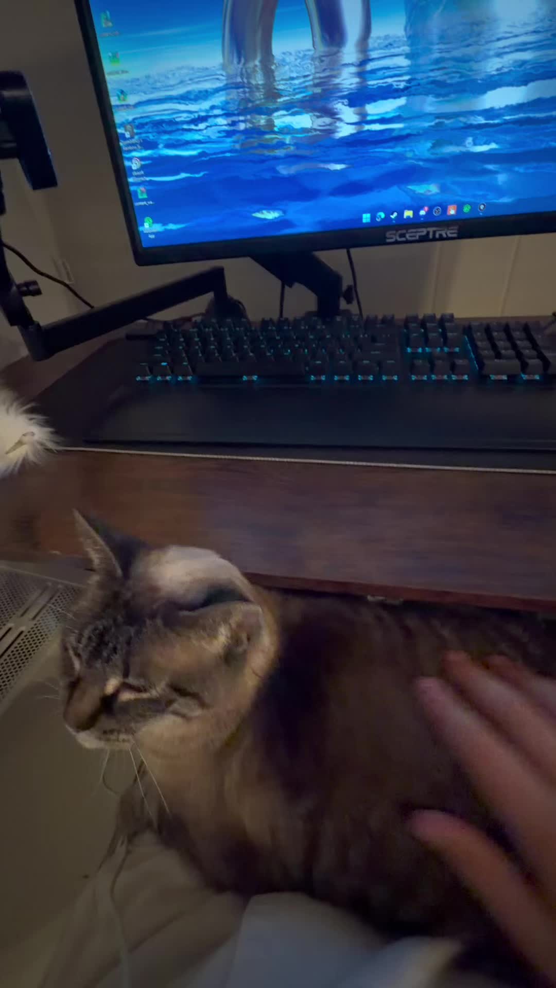 @PepperTheCat