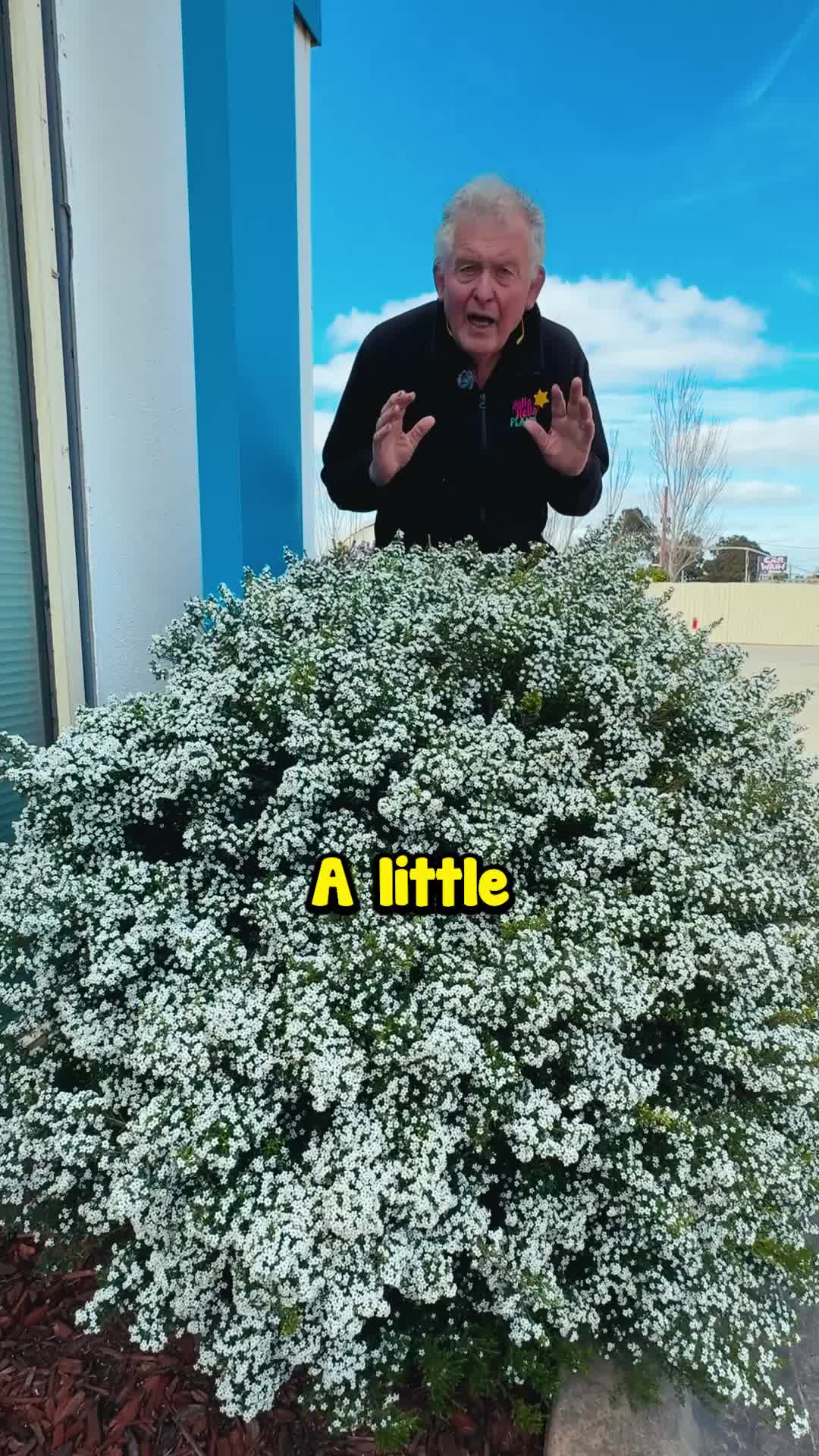 @Hello Hello Plants Nursery