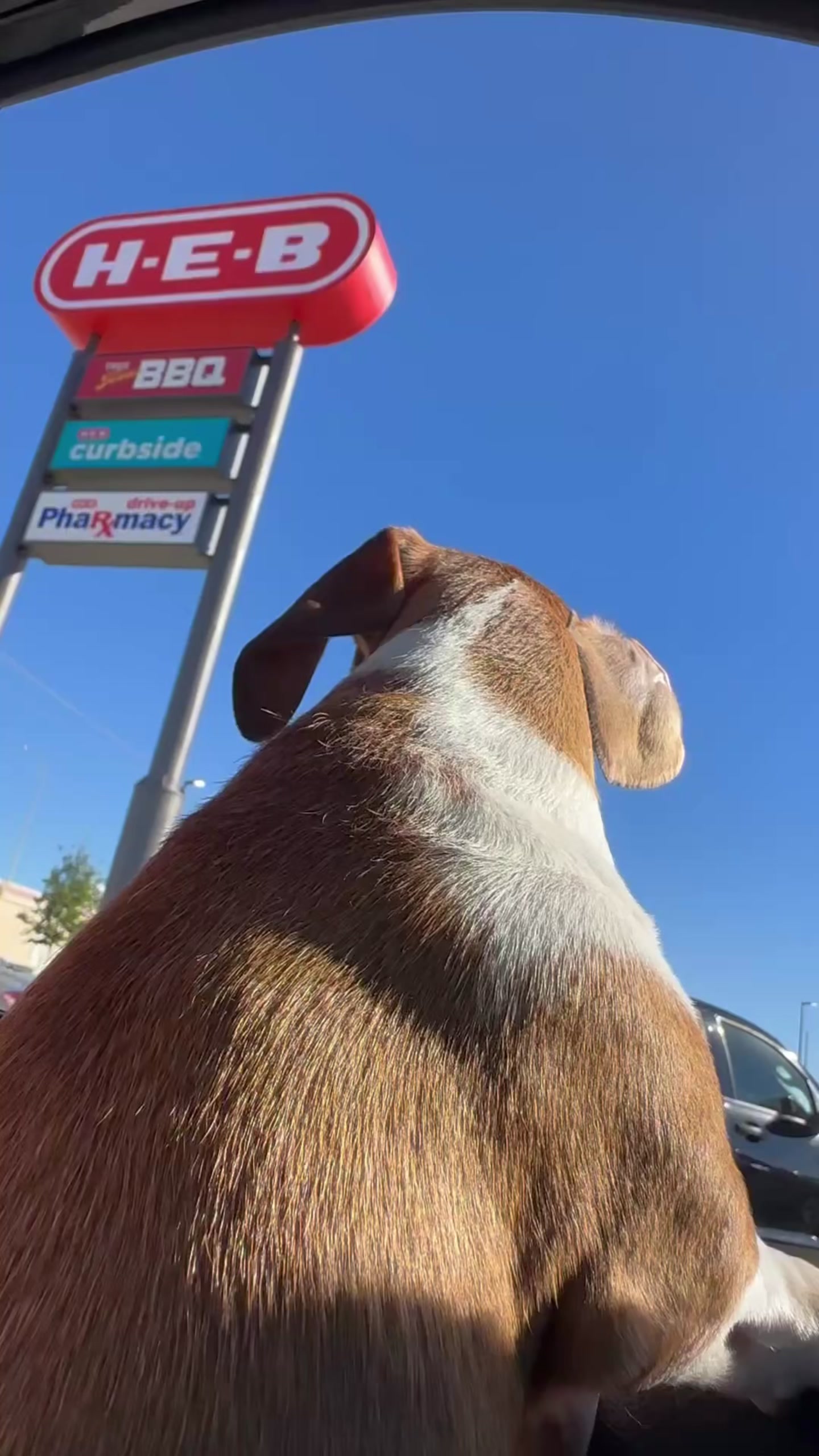 @@ballparkdoxies