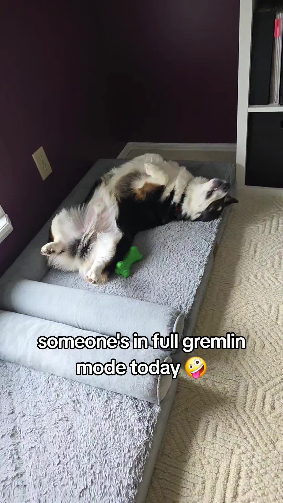 @Chelsea | Corgi Mom 🐾