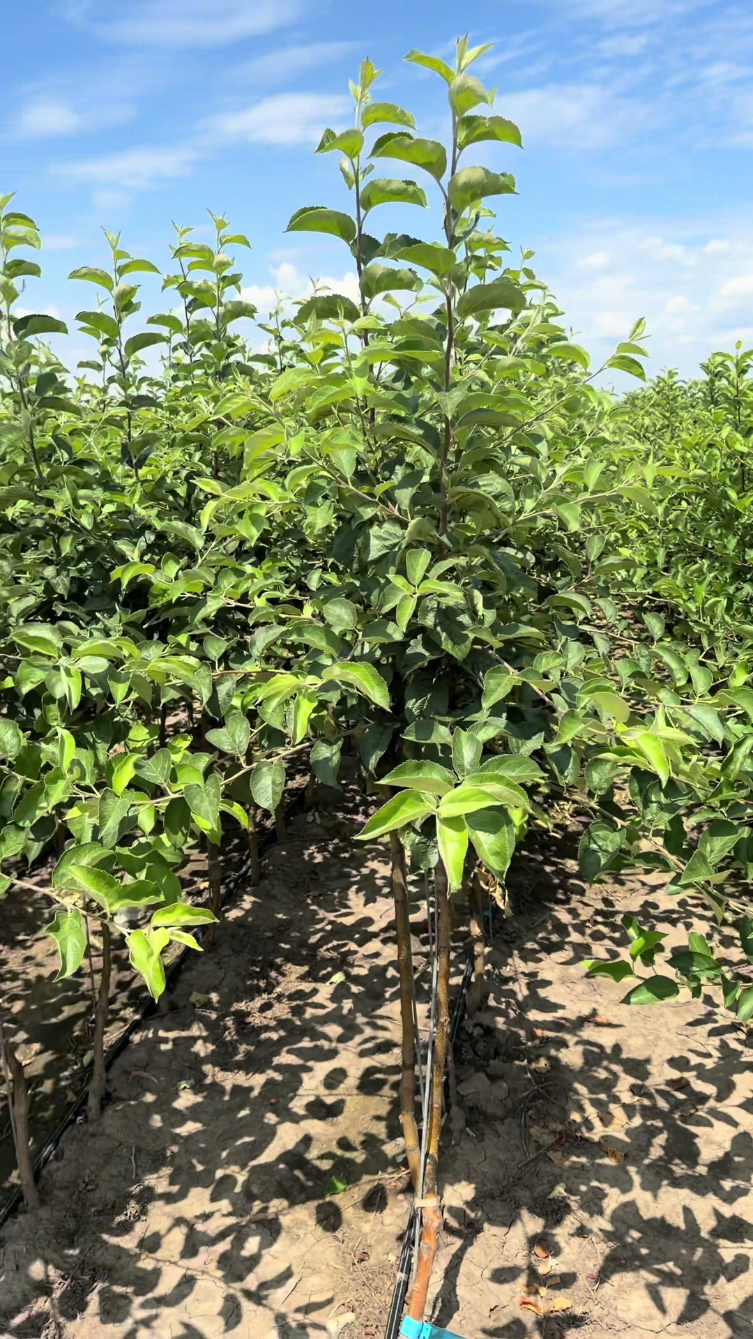 @p&eacute;pini&egrave;re yb agro