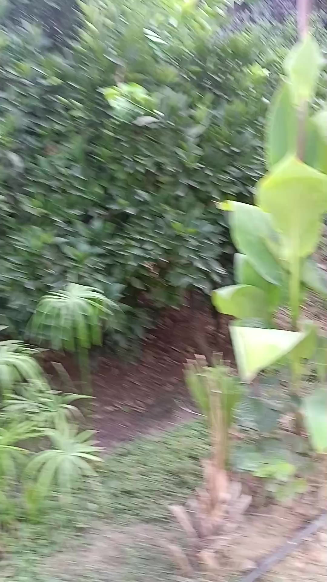 @ELXAN 531